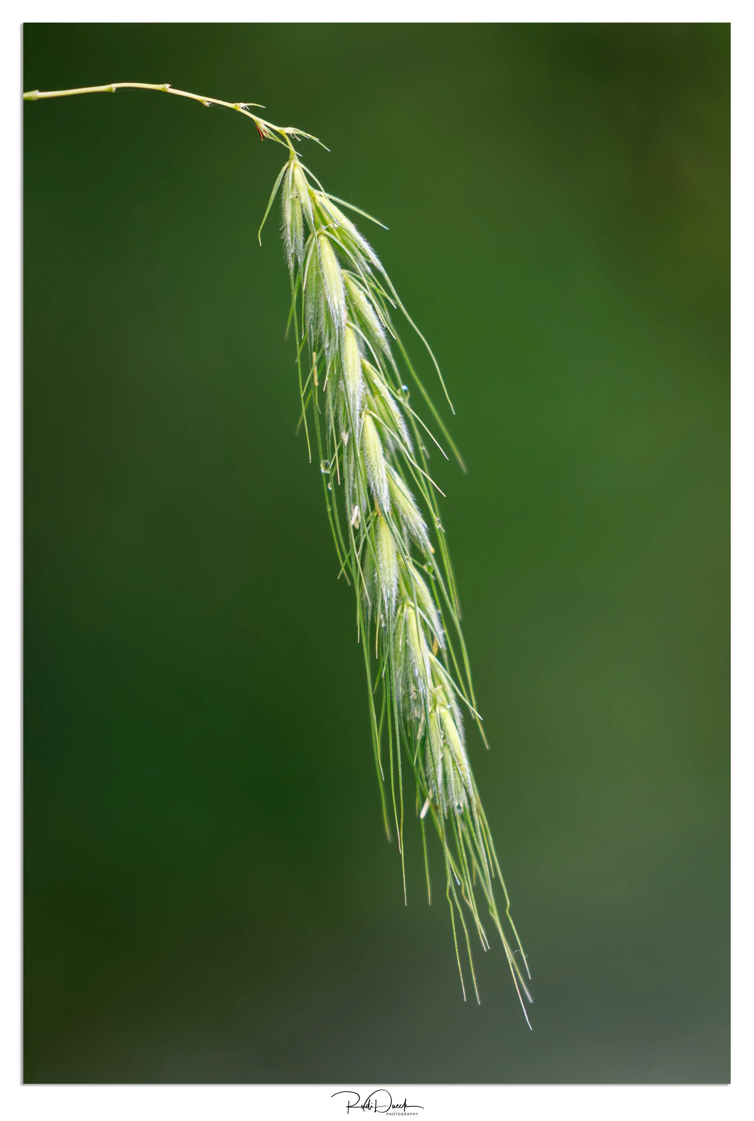 _UDI1393-Edit-Edit.jpg