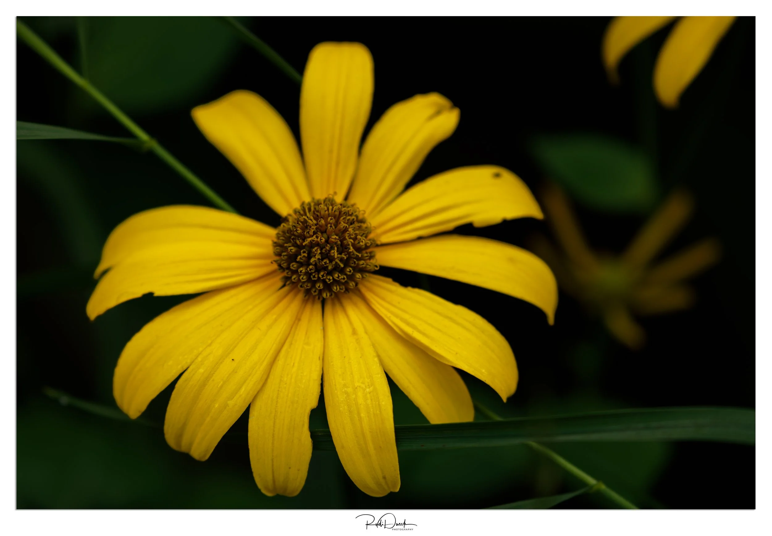 _UDI1317-Edit.jpg