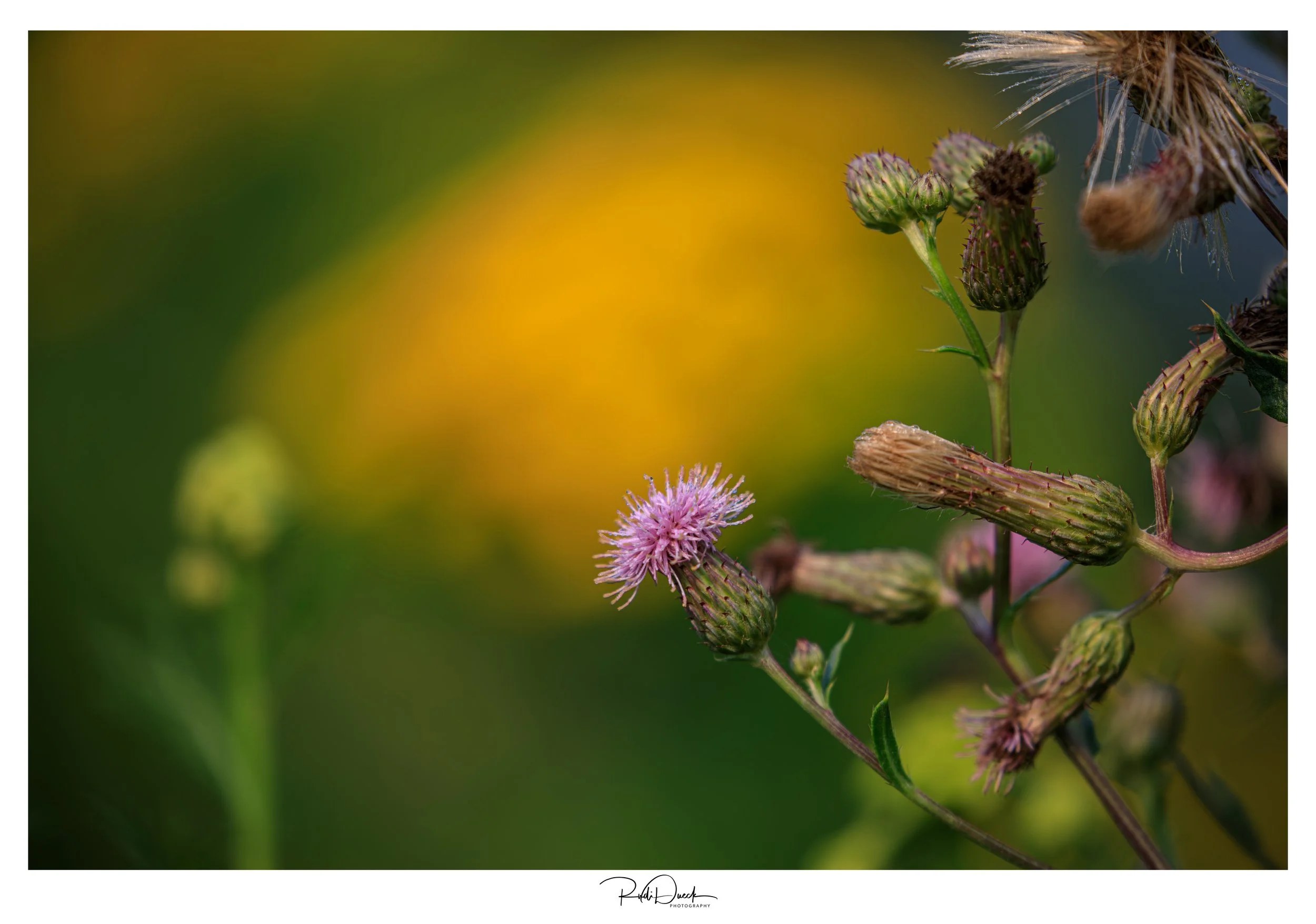 _UDI1306-Edit.jpg