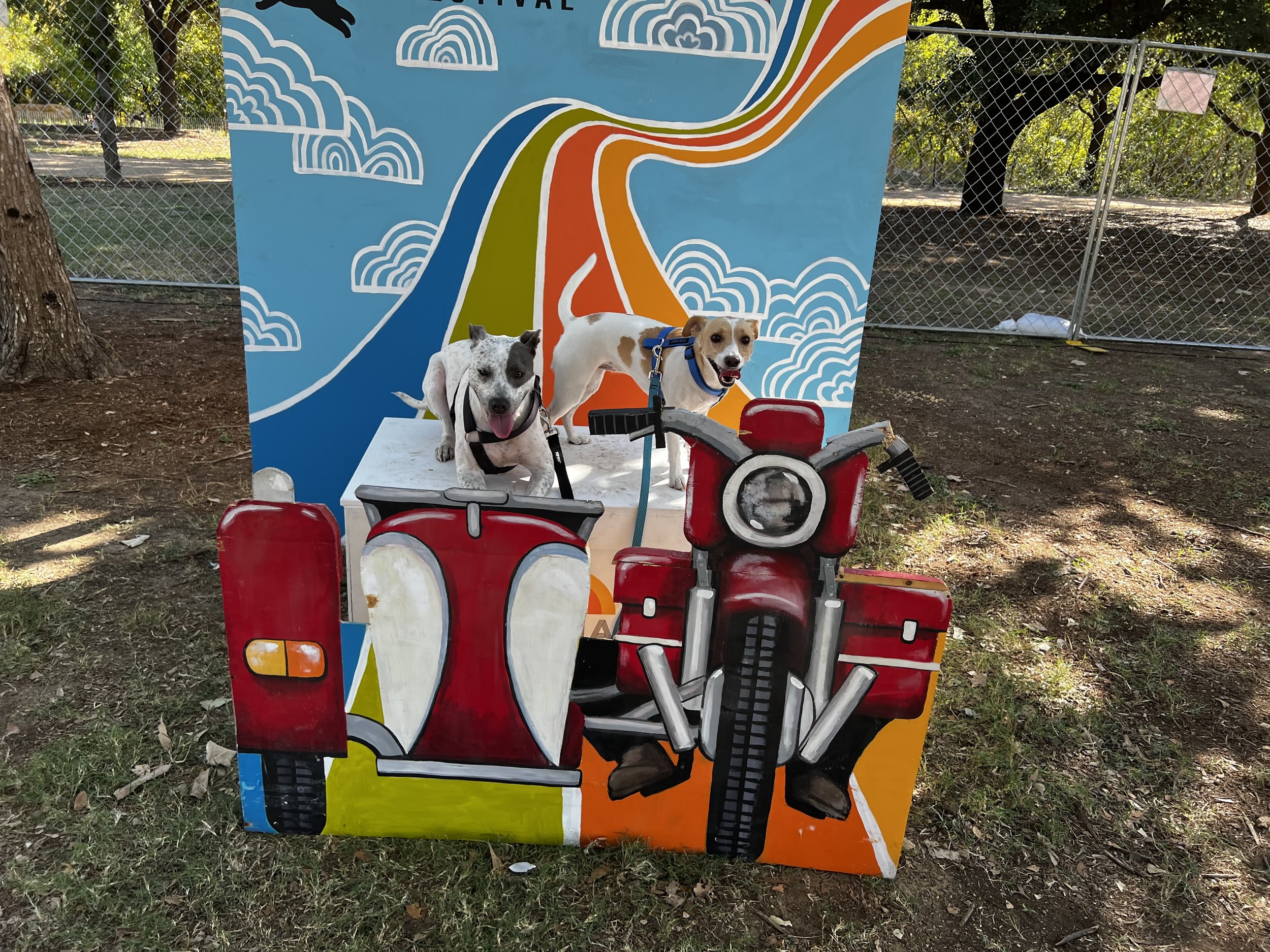 Going Places With Your Dog