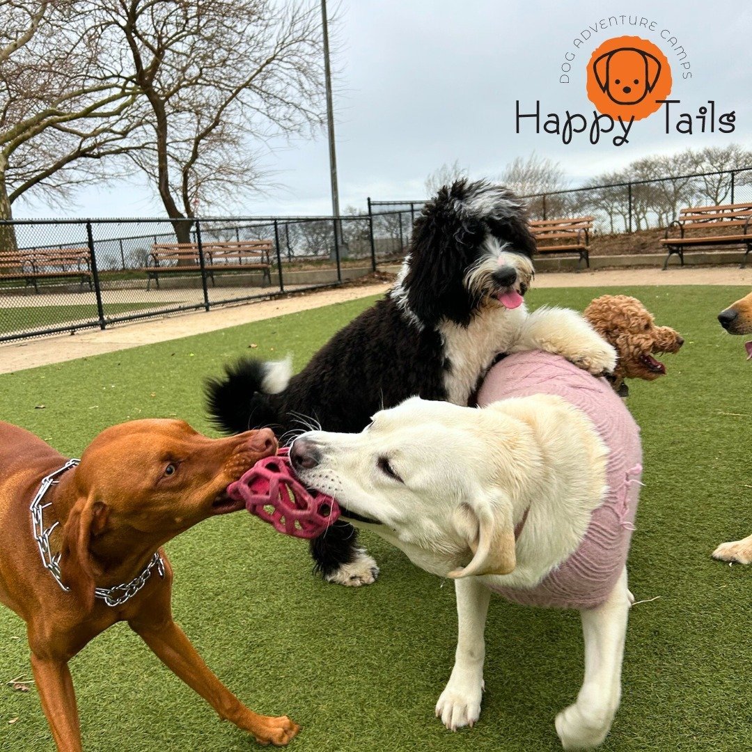 Did you know that making dogs happy involves meeting their physical, mental, and emotional needs? 🐶

By providing regular exercise through activities like walks, playtime, and interactive games helps dogs release energy and stay physically fit. Offe