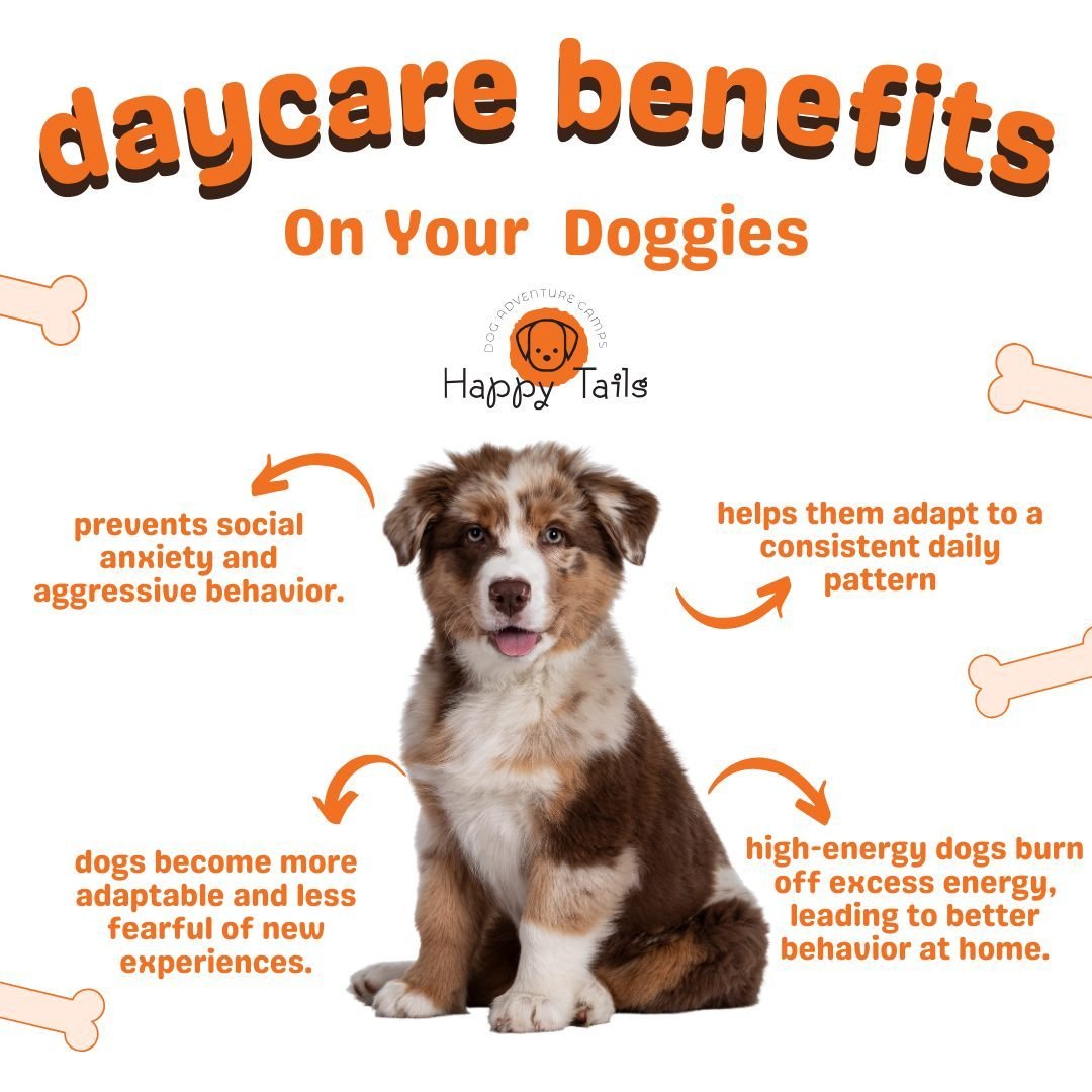 Discover the benefits of doggy daycare! From socializing with new furry friends and getting tons of exercise to enjoying mental stimulation and reducing separation anxiety&mdash;our daycare keeps your dog happy, healthy, and entertained while you're 
