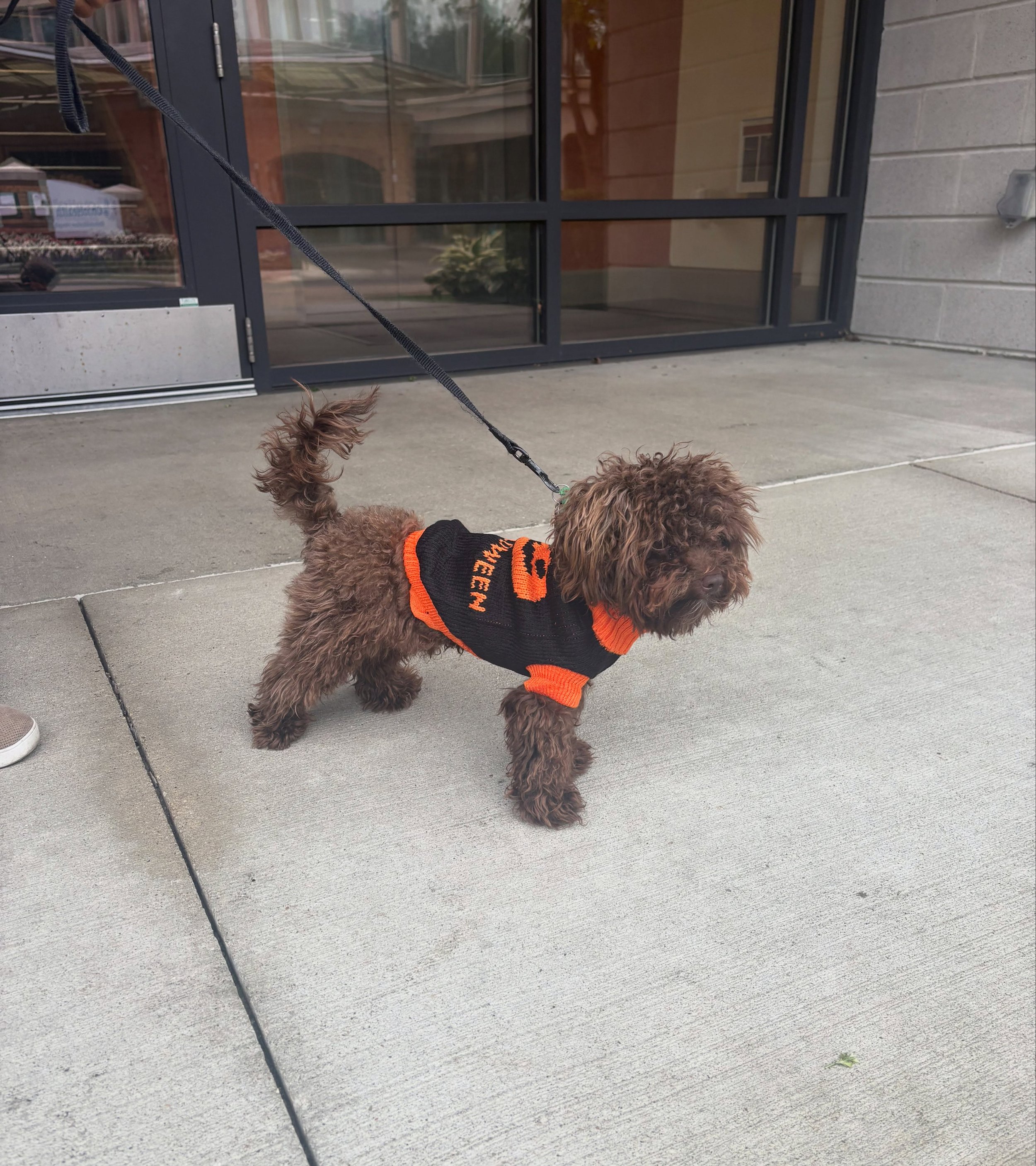 Grizzly is officially dressed for spooky season 🎃🐶🧡 Looking pretty cute, if you ask us!