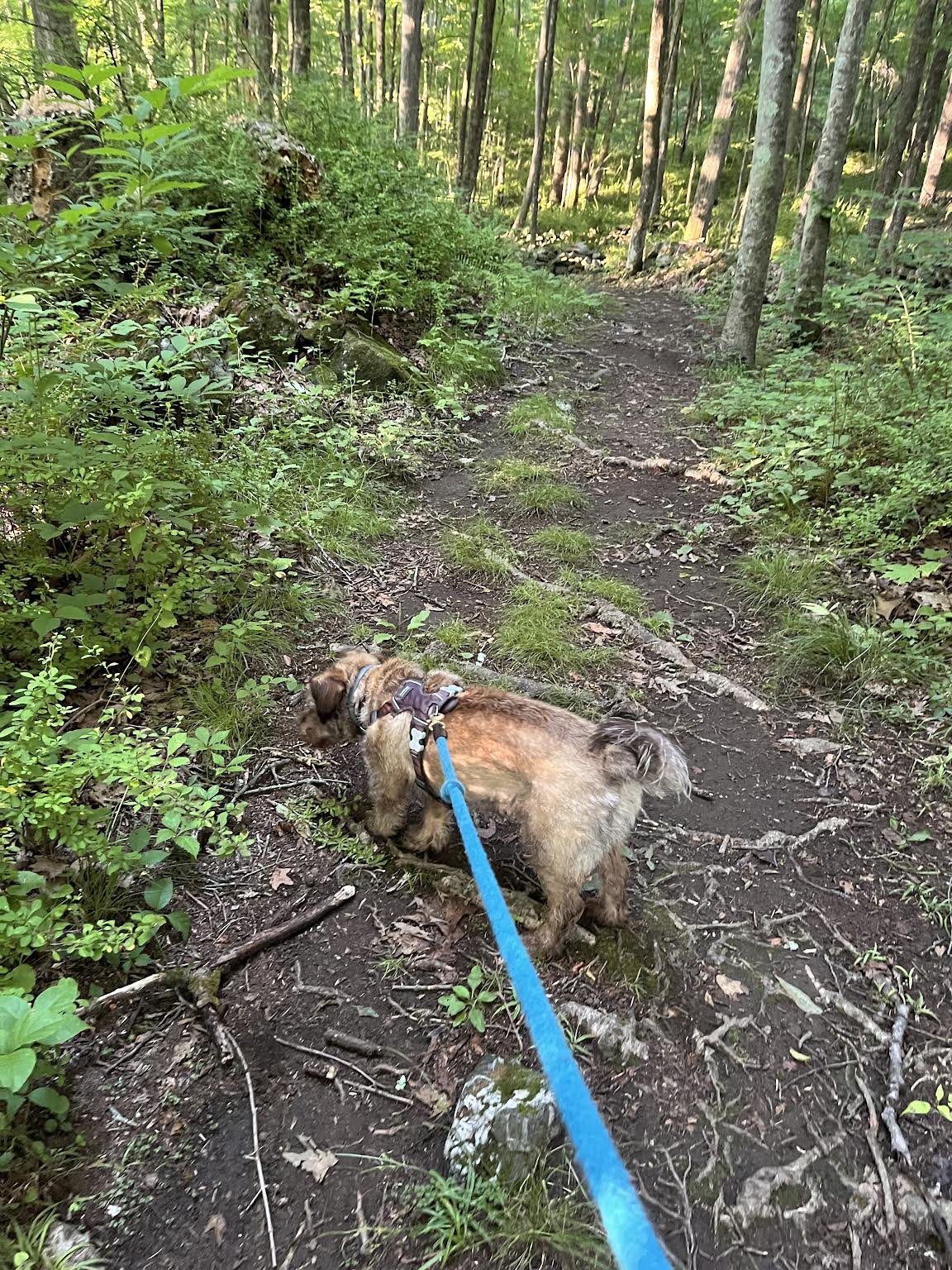 My dog, my Guru