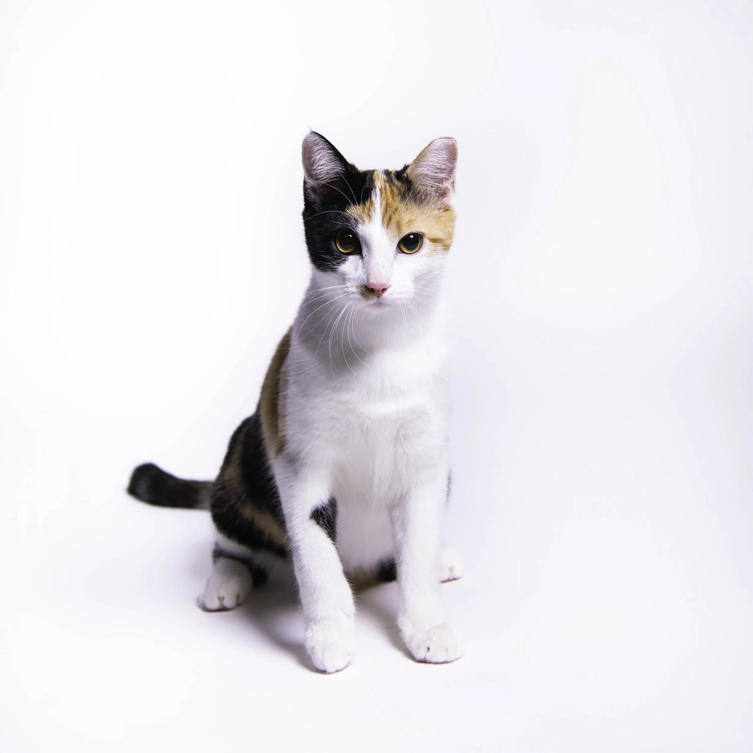 callie-03 (1 of 1).jpg
