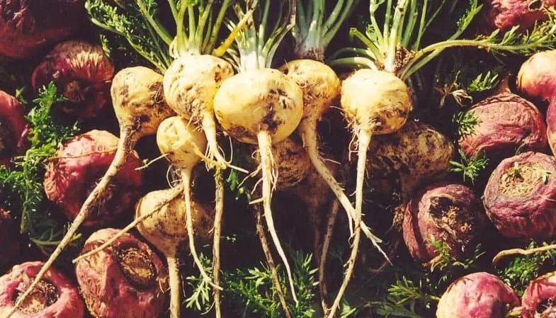 Why Maca is my Favorite Perimenopause Supplement