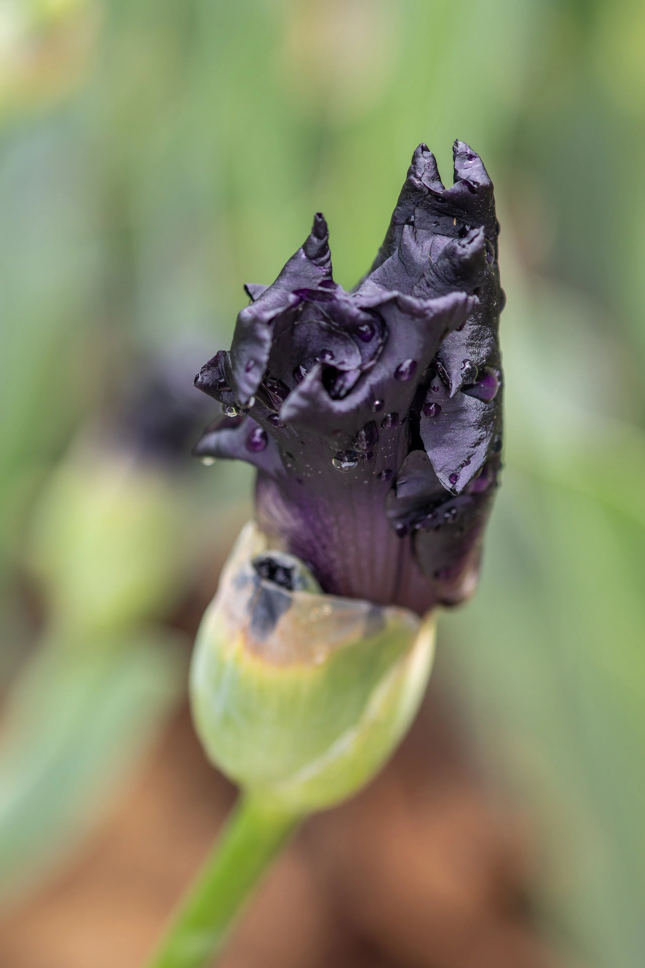 Moody Budding Iris 