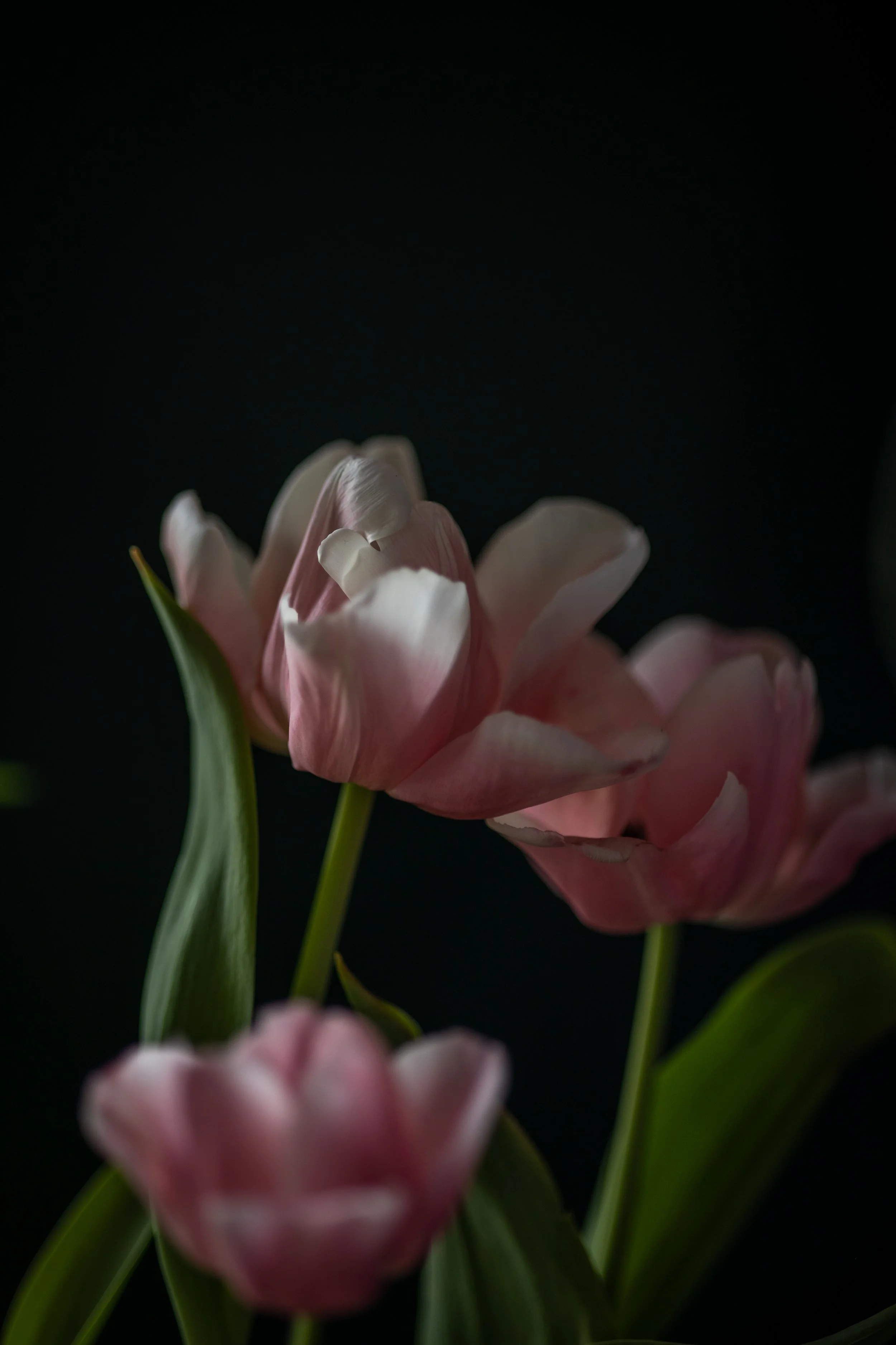 Moody Tulips 
