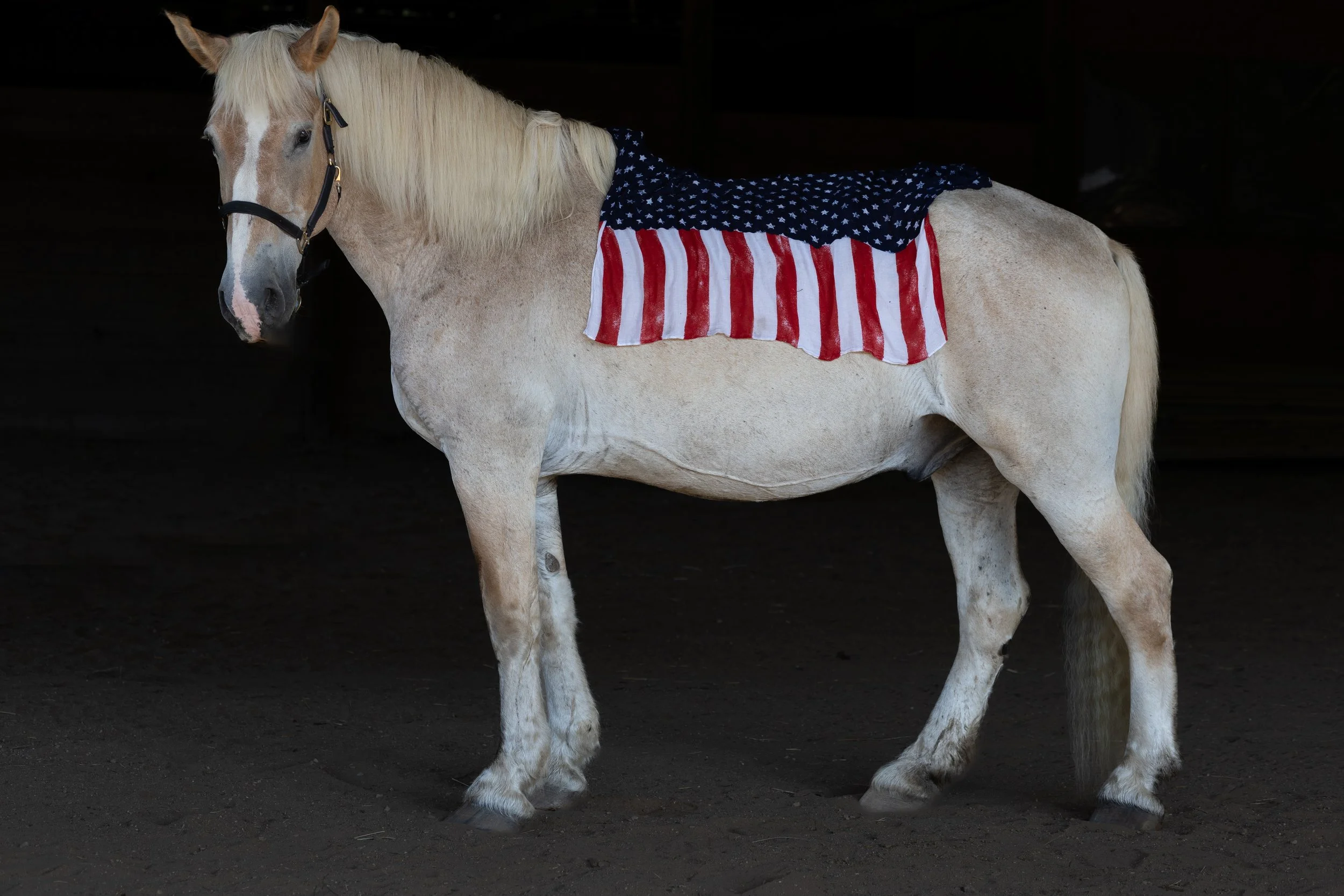 A white horse wearing a navy blue blanket with white stars and red and white stripes, standing on a dark ground with a dark background.