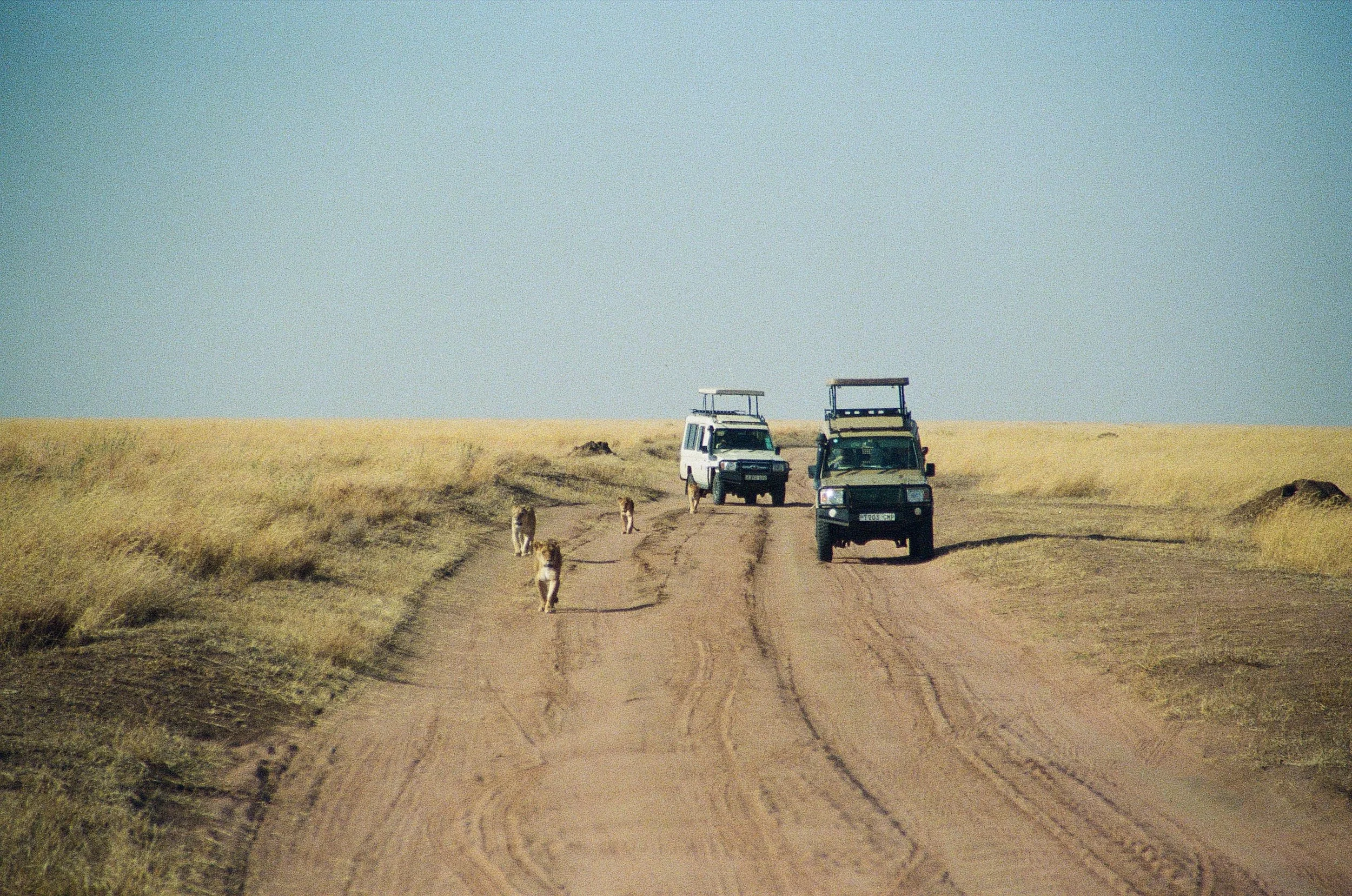 Safari vehicles on a dirt road in a savanna with lions walking towards them.