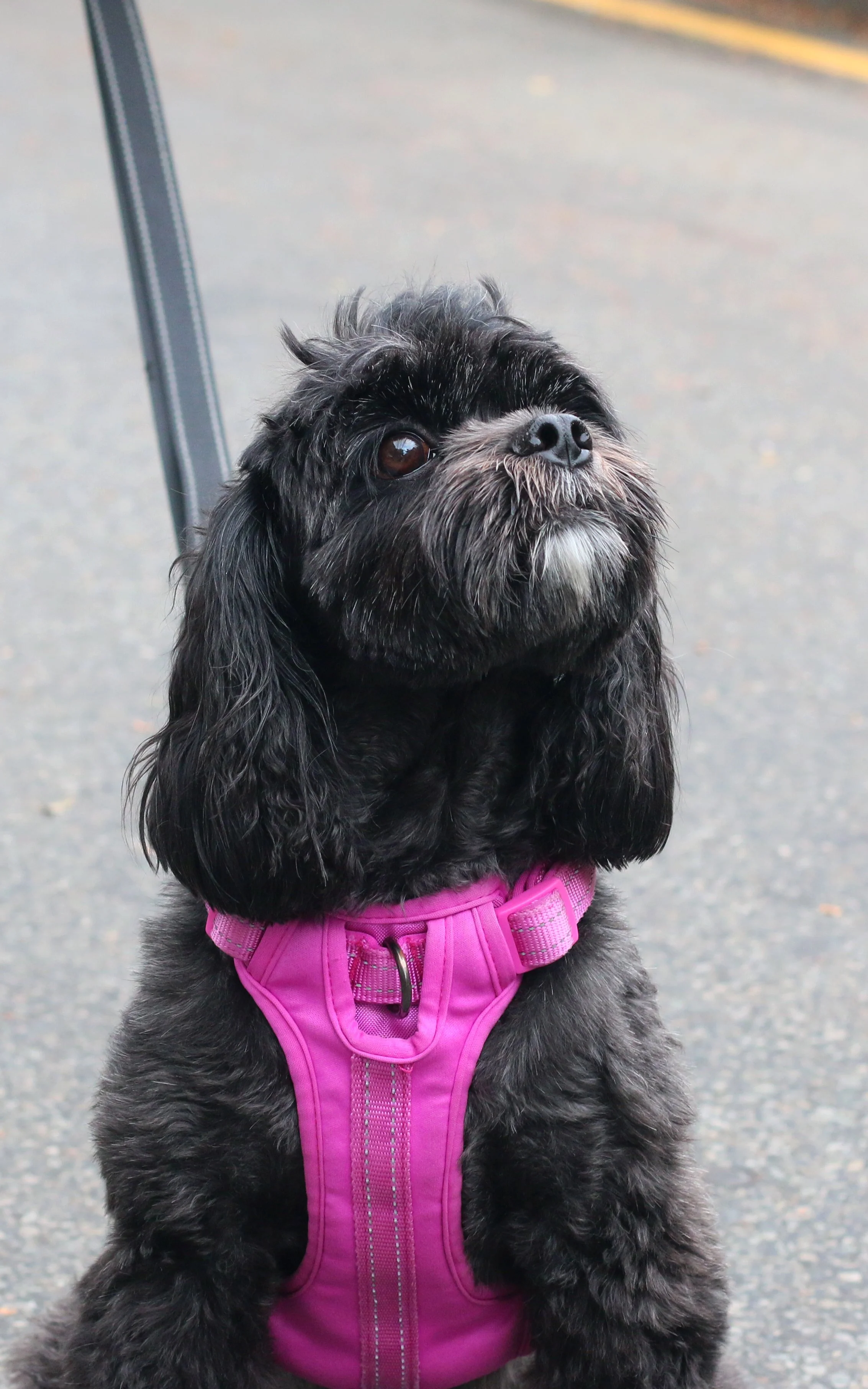 Copy of IMG_2371.JPG