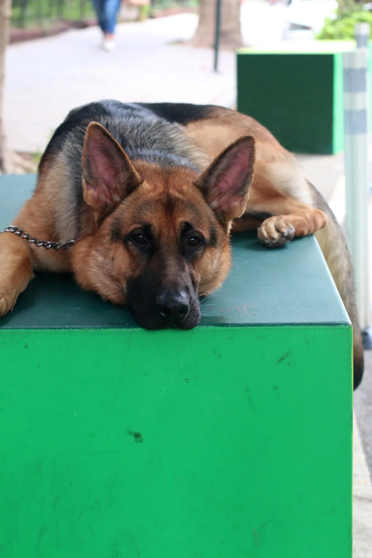 Copy of IMG_2672.JPG