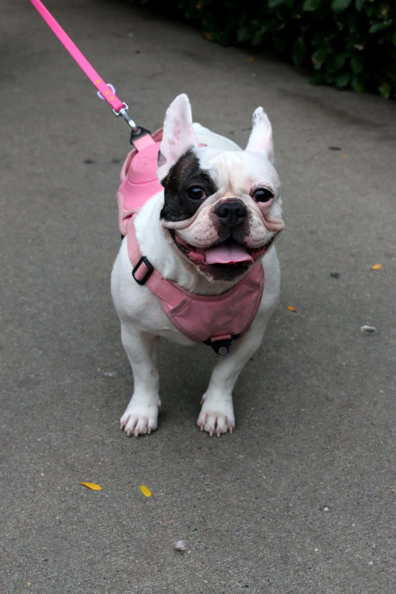 Copy of IMG_2652.JPG