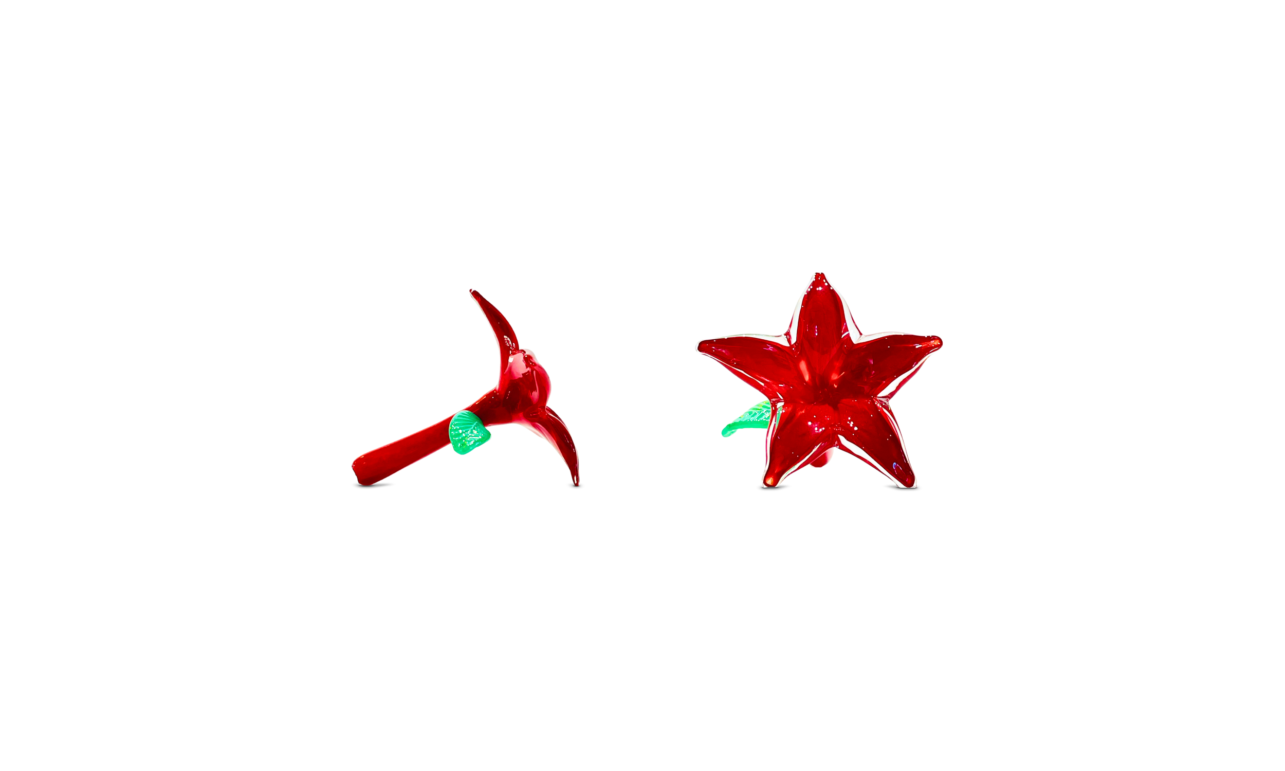 Poinsettia