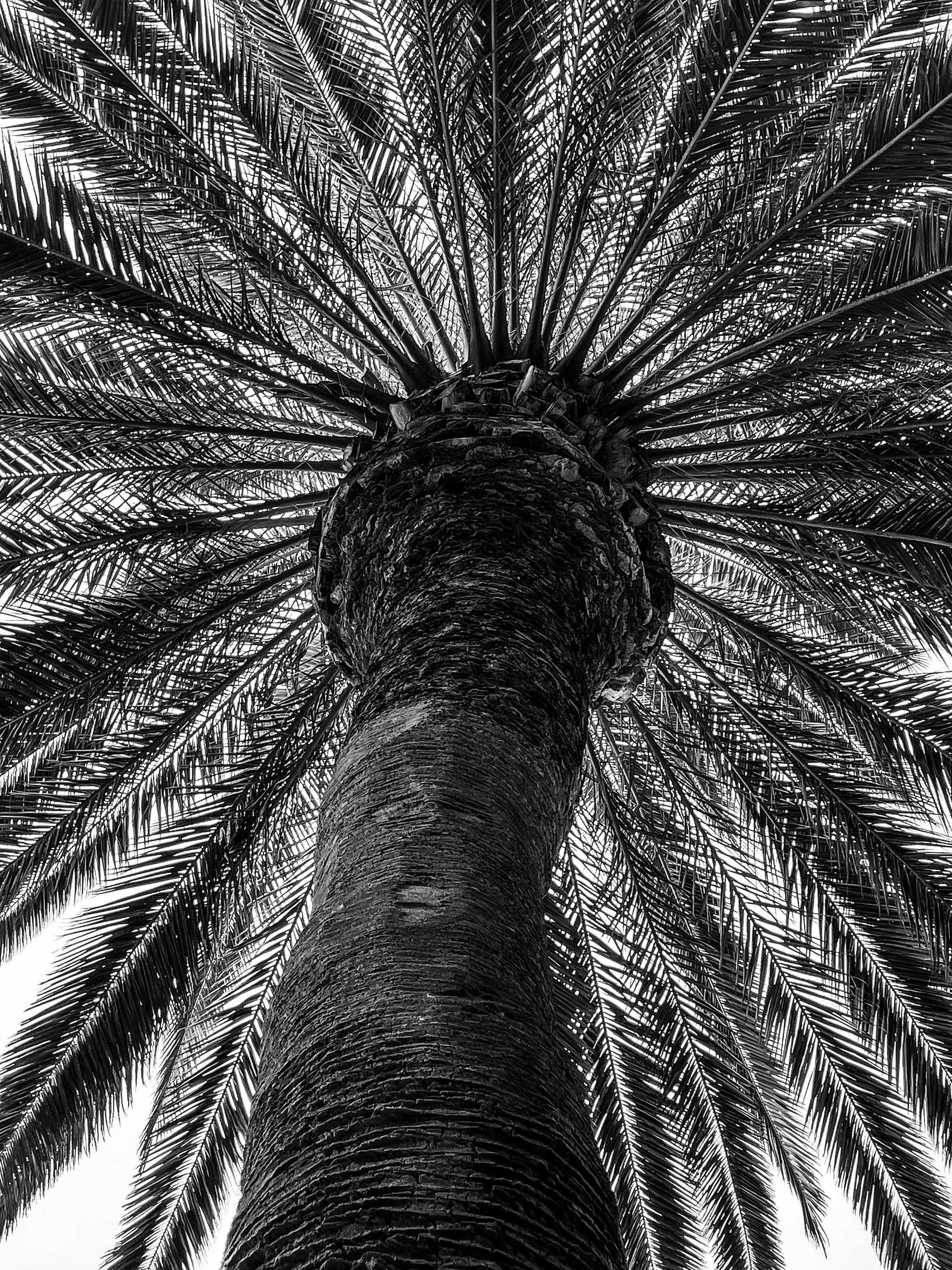 Sarika_Seth_Palmystery - Sarika _.jpeg