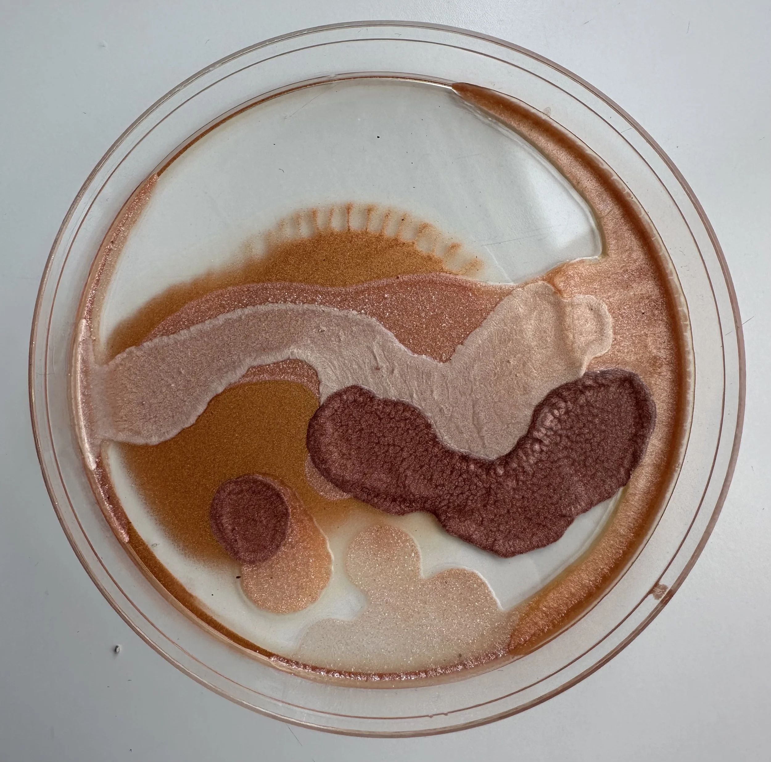 SARAH_ROSE_KELLEY_PALMDESERT - Sarah Rose Kelley.jpeg