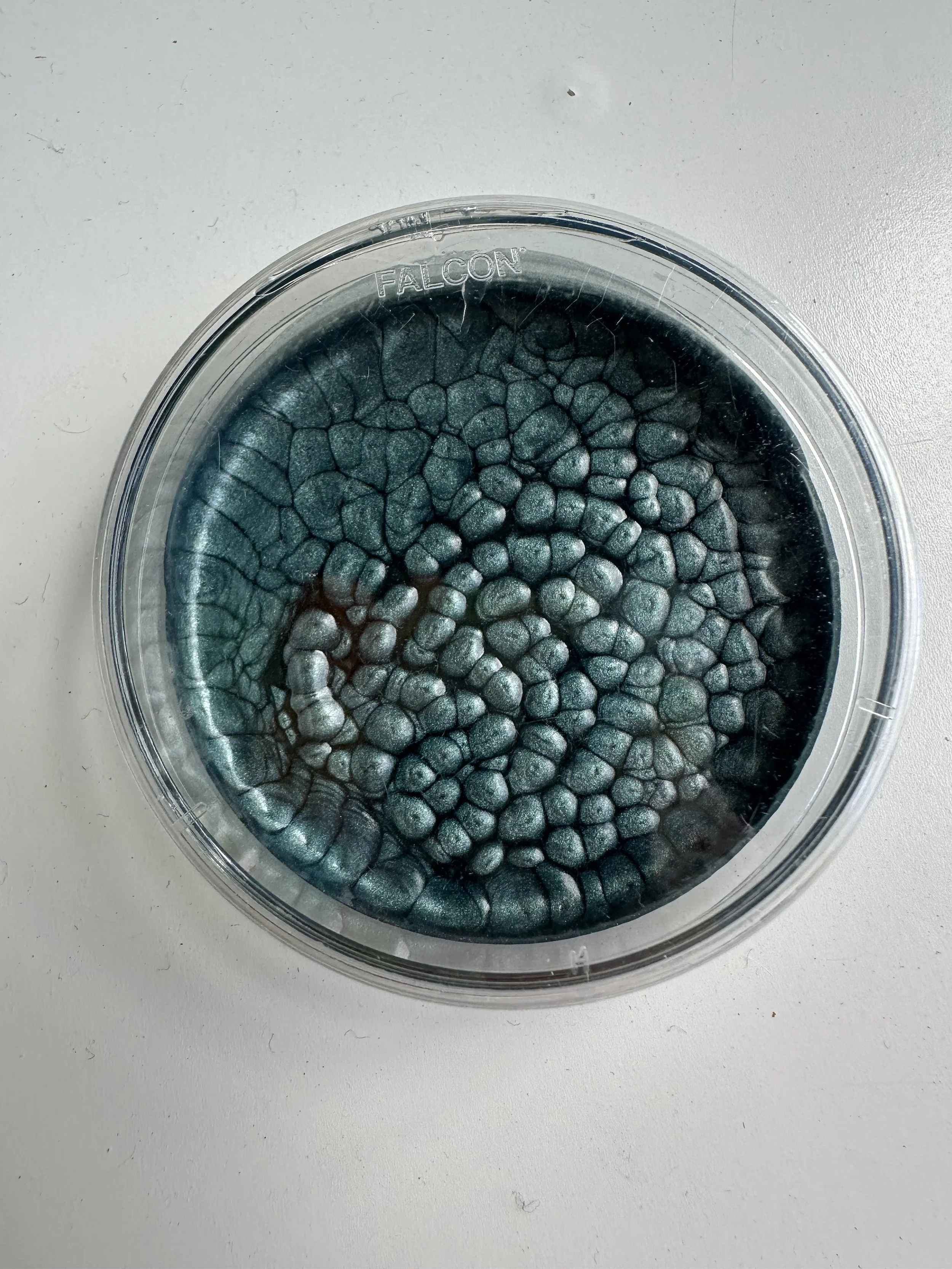 SARAH_ROSE_KELLEY_BOOP - Sarah Rose Kelley.jpeg