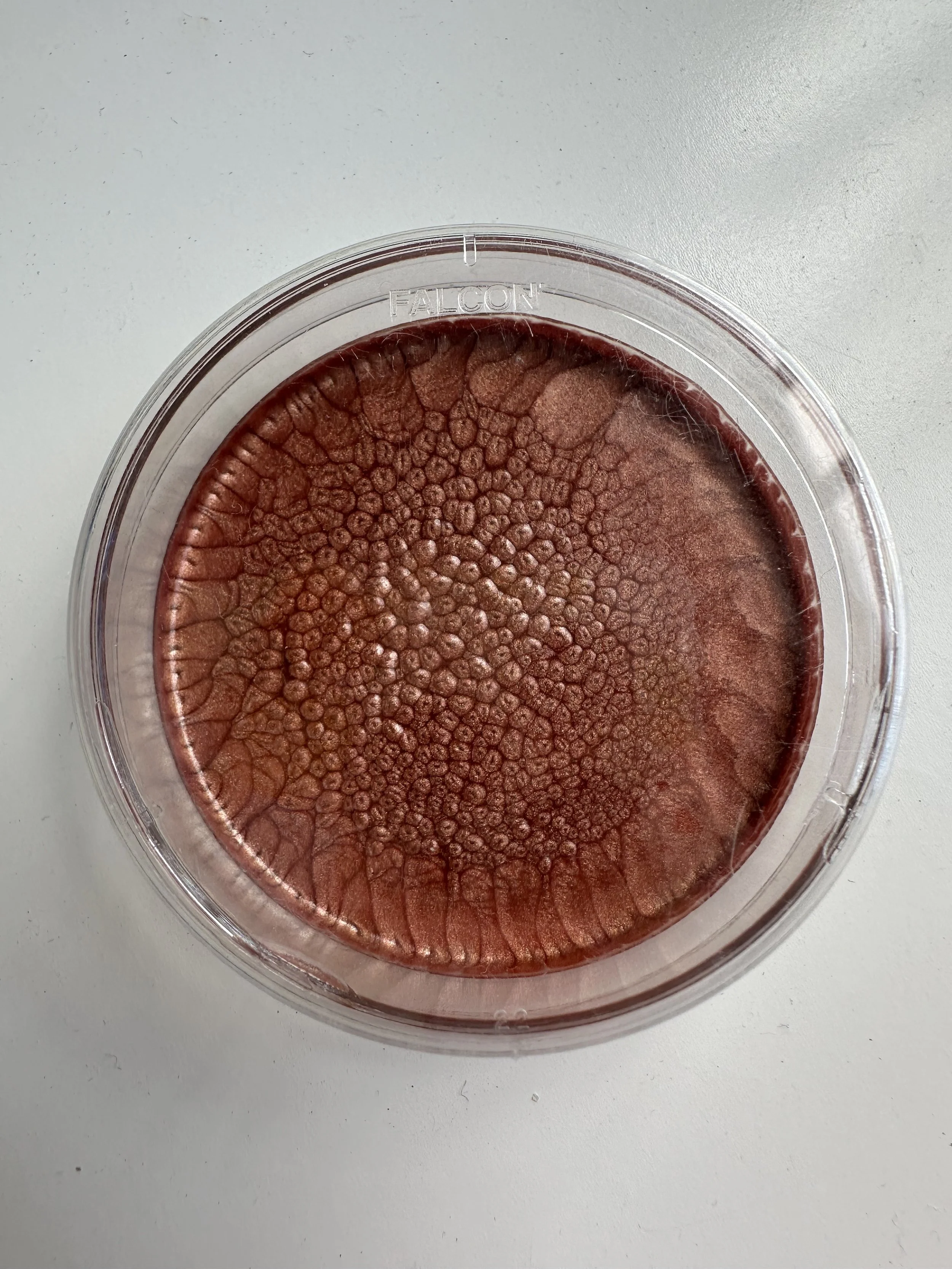 SARAH_ROSE_KELLEY_BEEP - Sarah Rose Kelley.jpeg