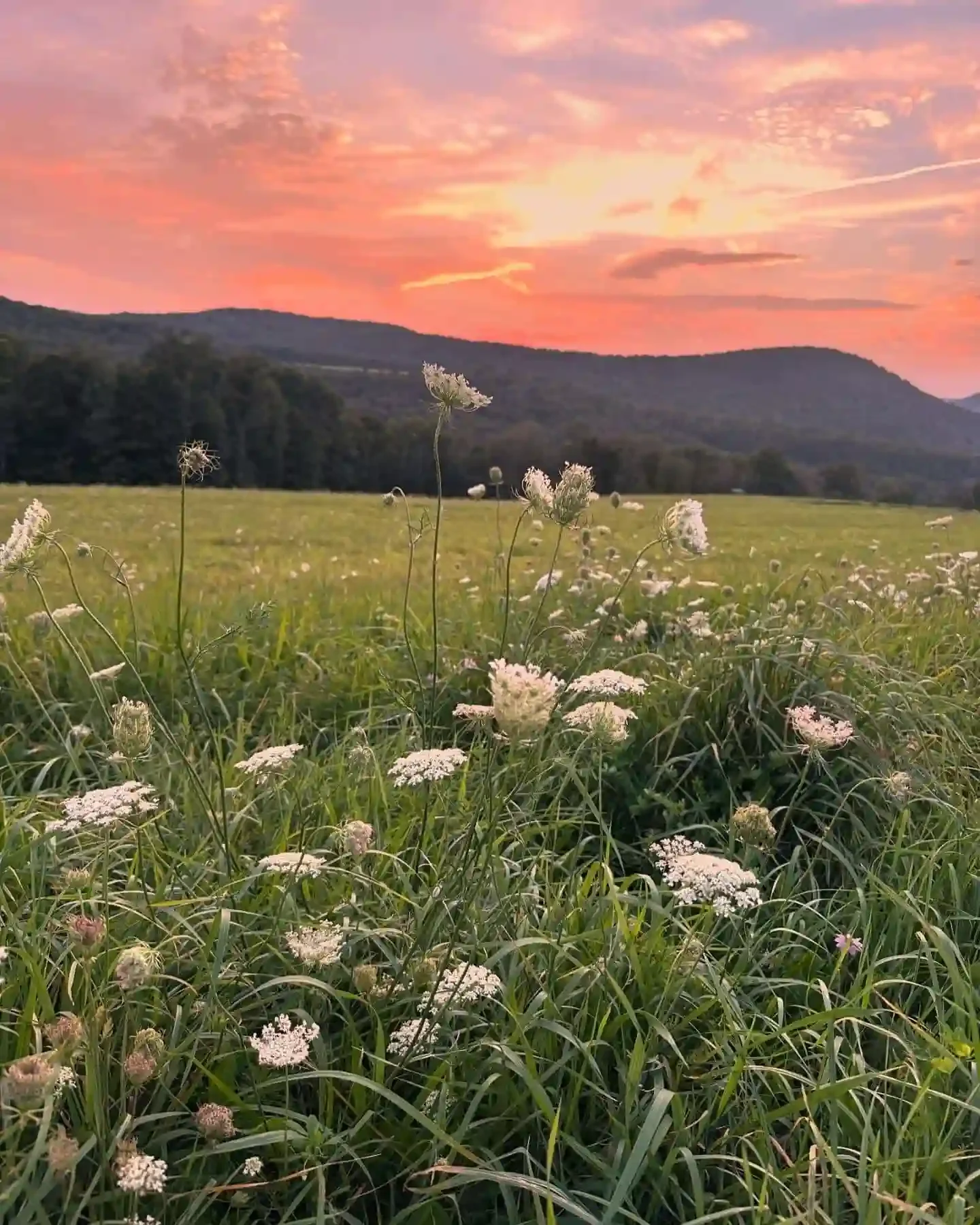 A scenic landscape of a grassy field with wildflowers, featuring a colorful sunset sky over distant hills.