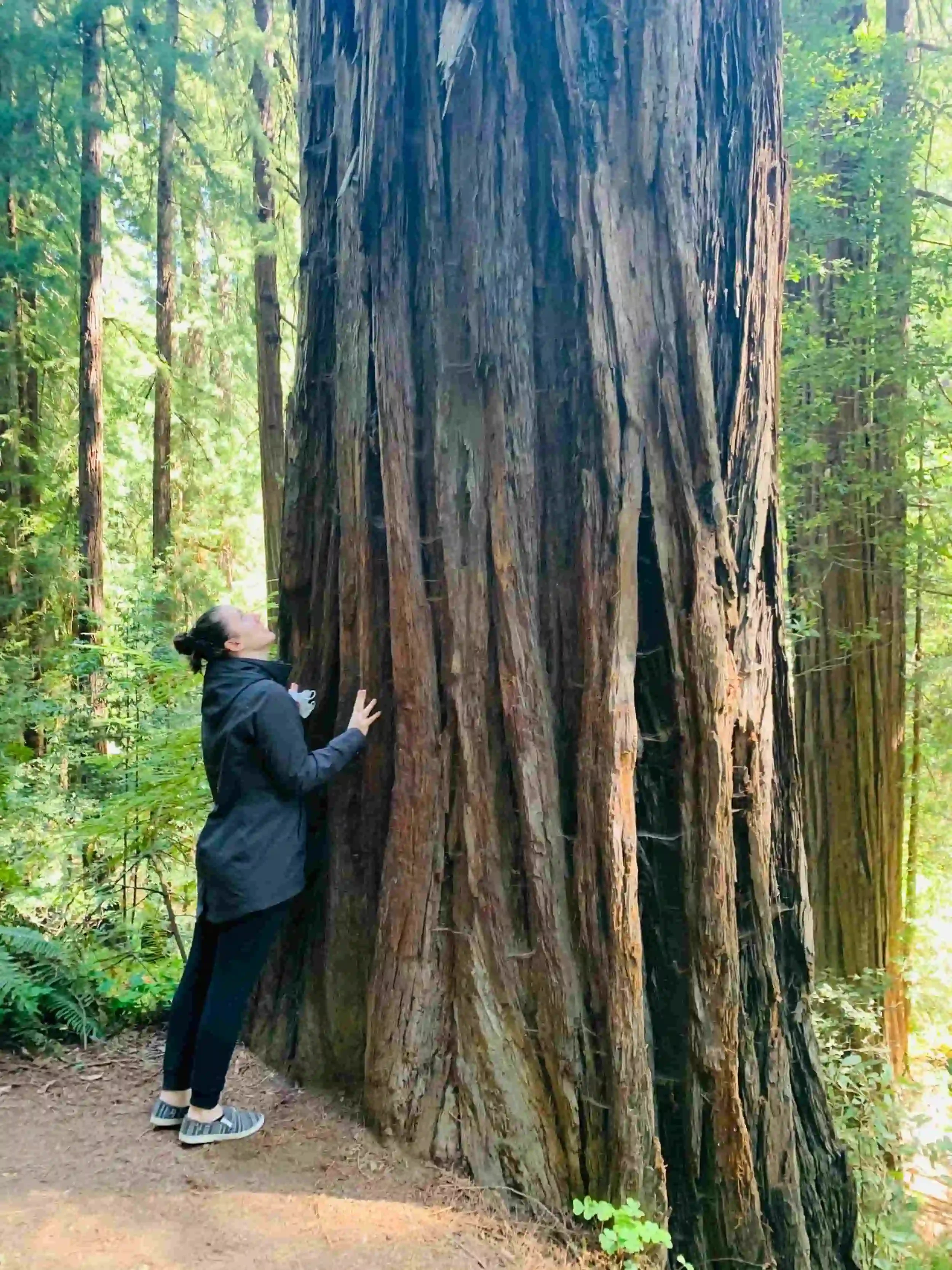A woman in a black jacket and black pants stands near a large, ancient redwood tree in a forest, looking up at the tree's bark.