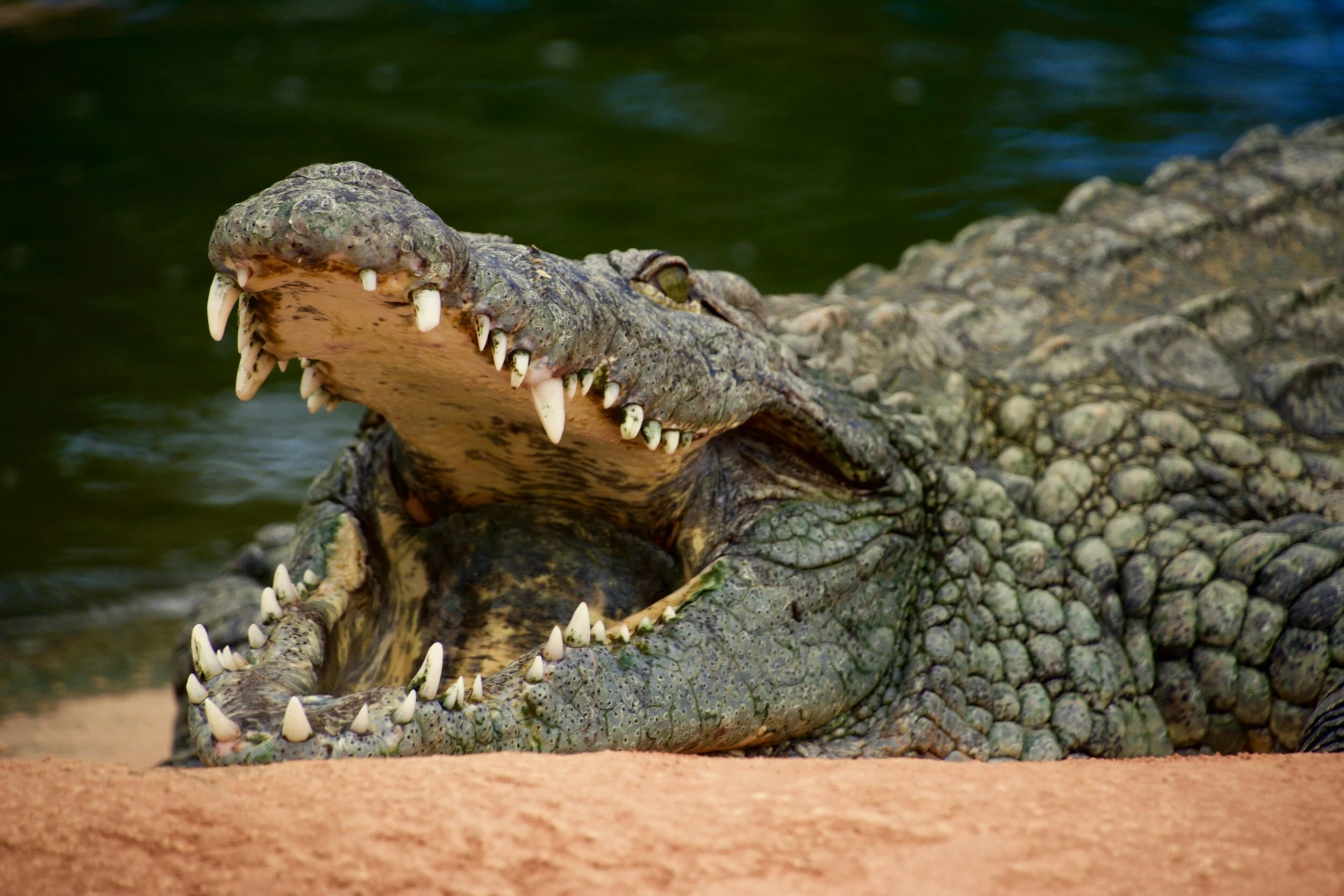 The Mighty Nile Crocodile: 5 Fascinating Facts