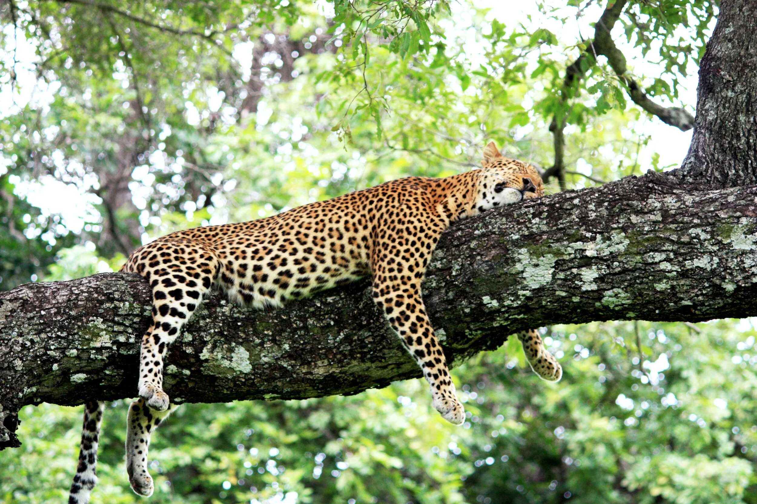 Leopard sleeping in a tree in South Luangwa National Park