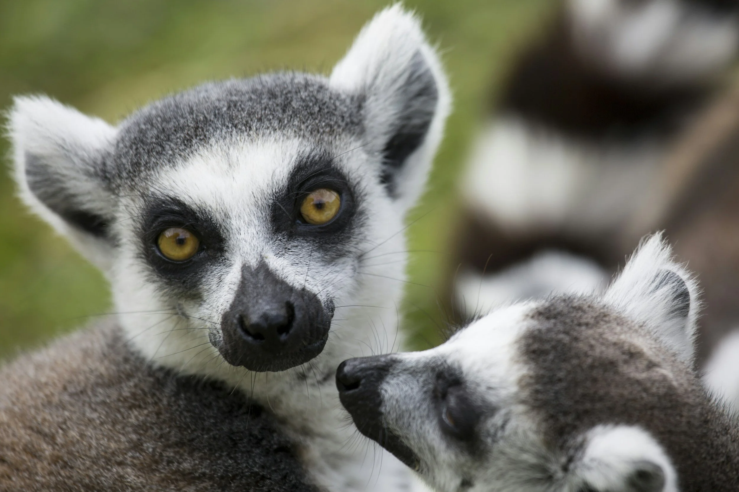 Lemurs in Madagascar