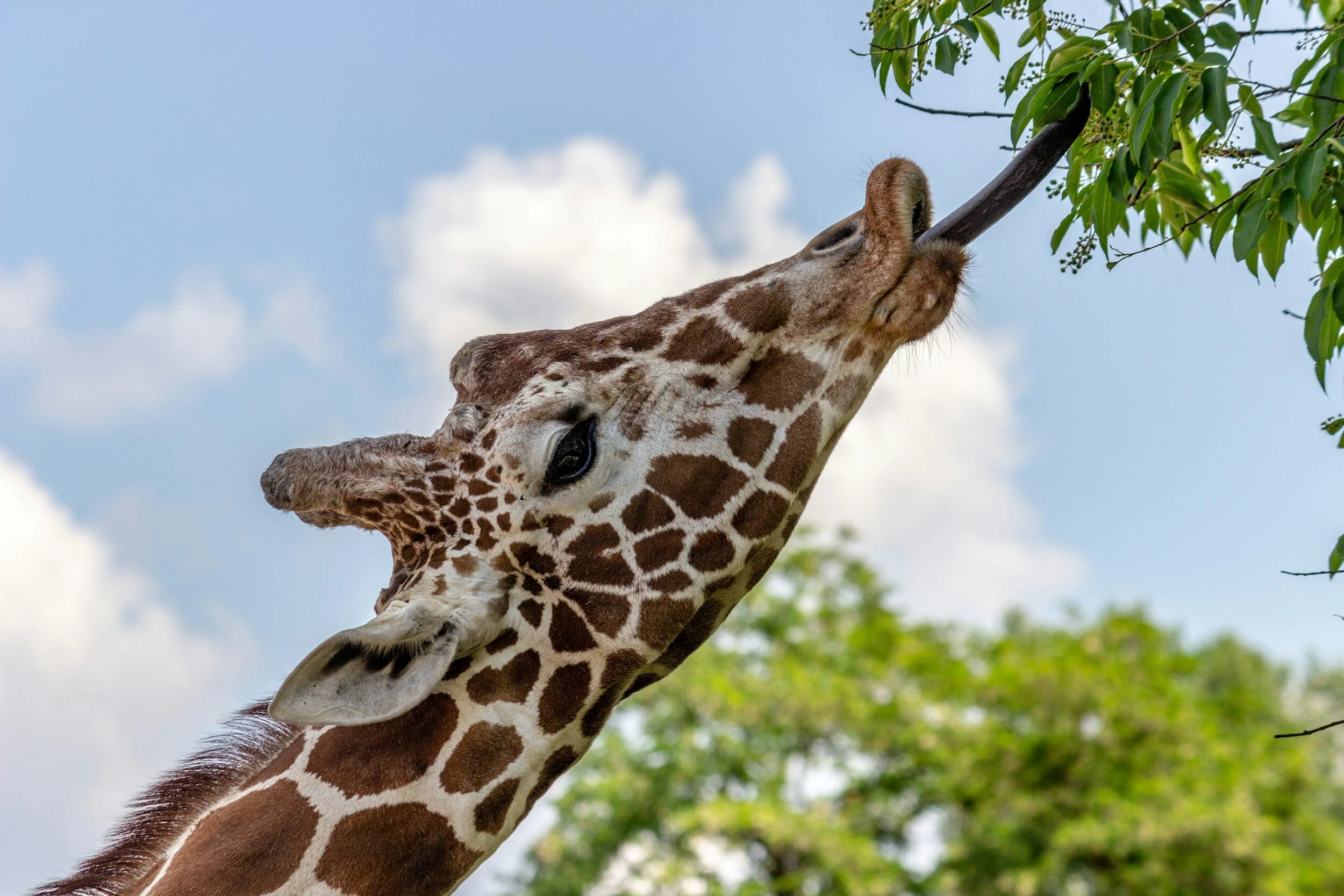 The Marvelous World of Giraffes - A Complete Guide