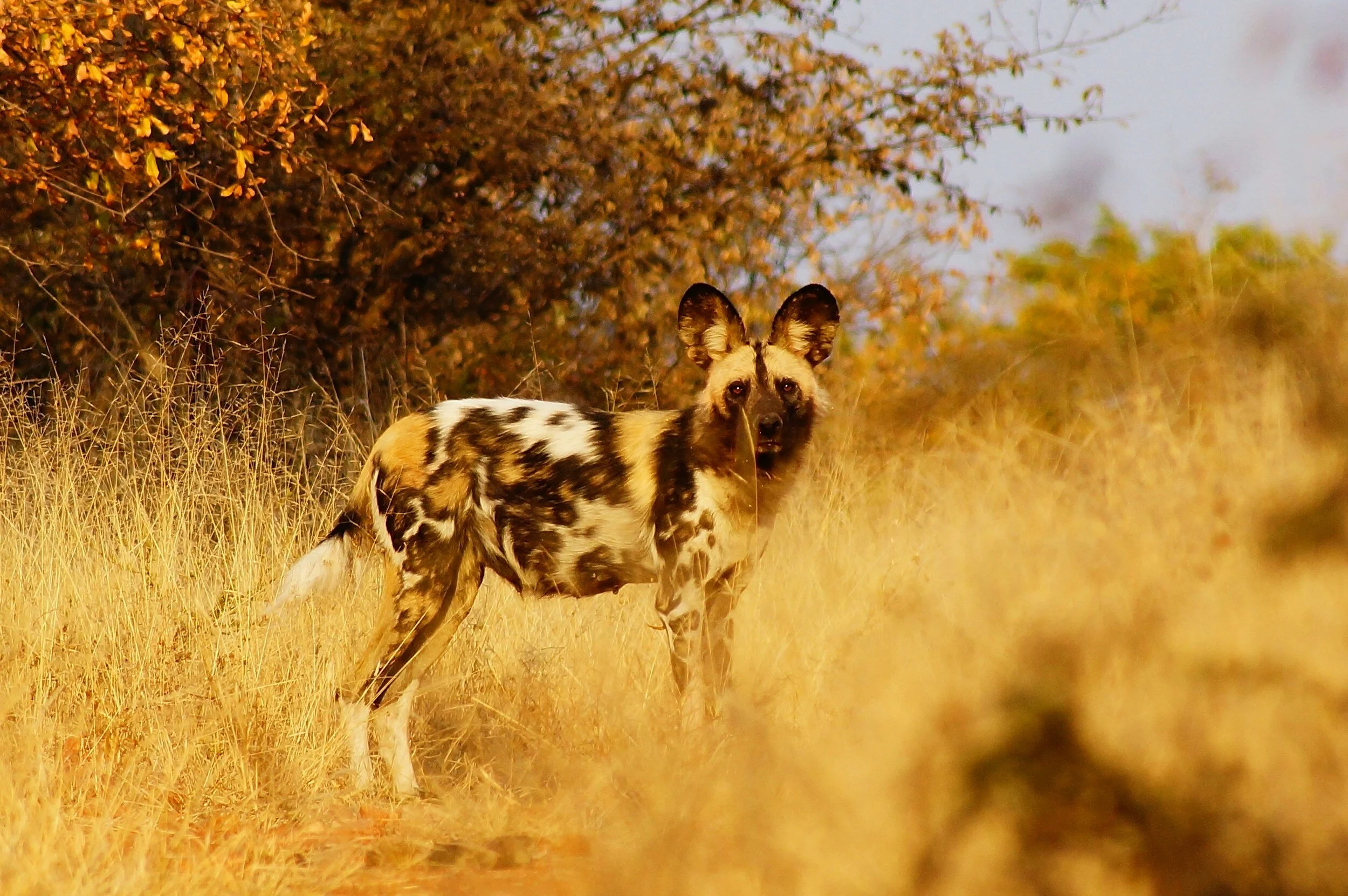 The Ultimate Guide to the African Wild Dog