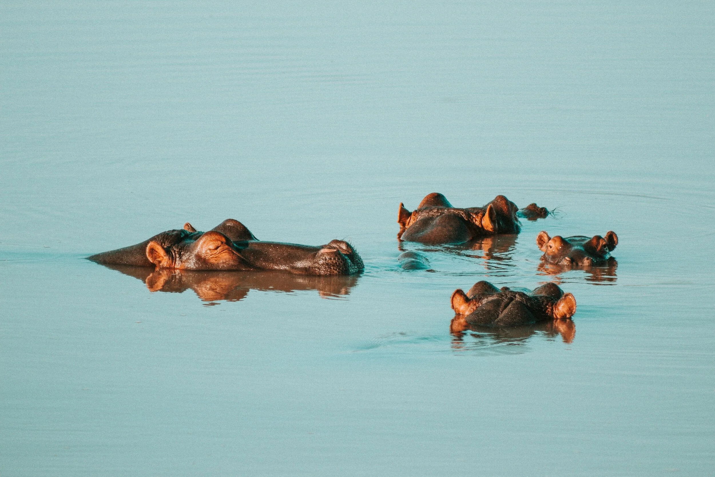 Understanding the Gentle Giants: A Comprehensive Safari Guide to Hippos