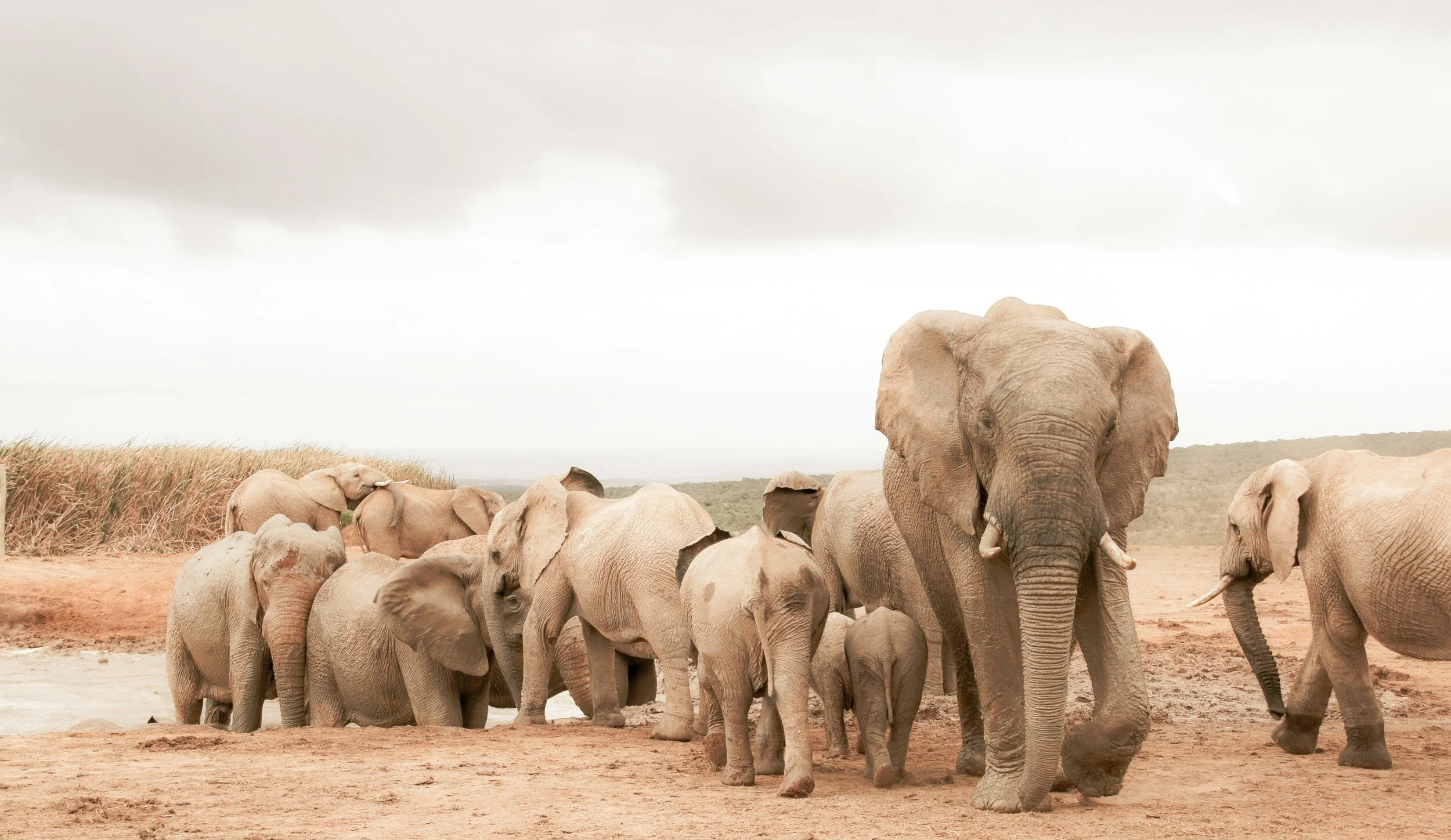 The Remarkable Intelligence of Elephants: A Deep Dive into Their Cognitive World