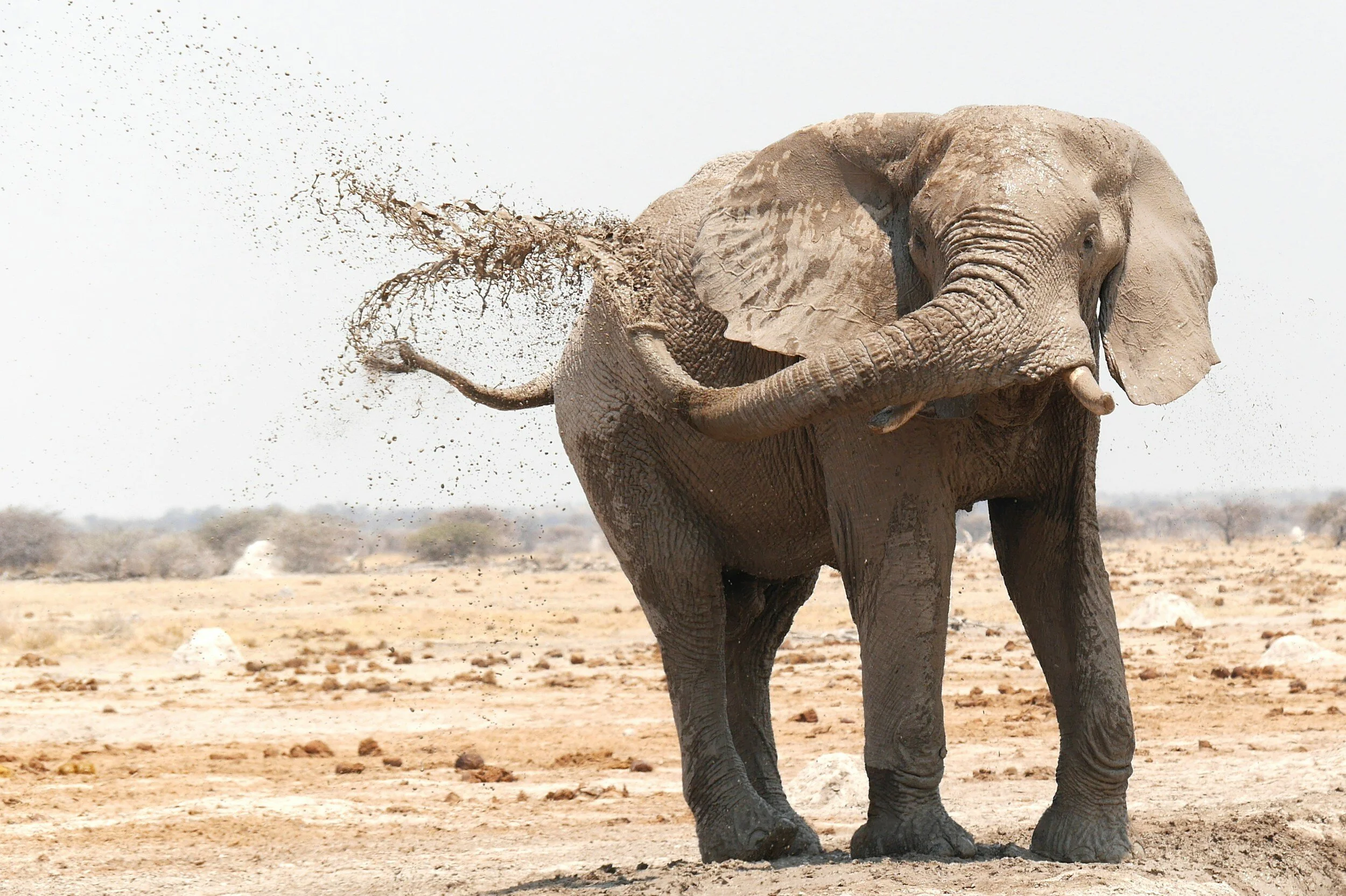 African Elephat spraying mud on himself