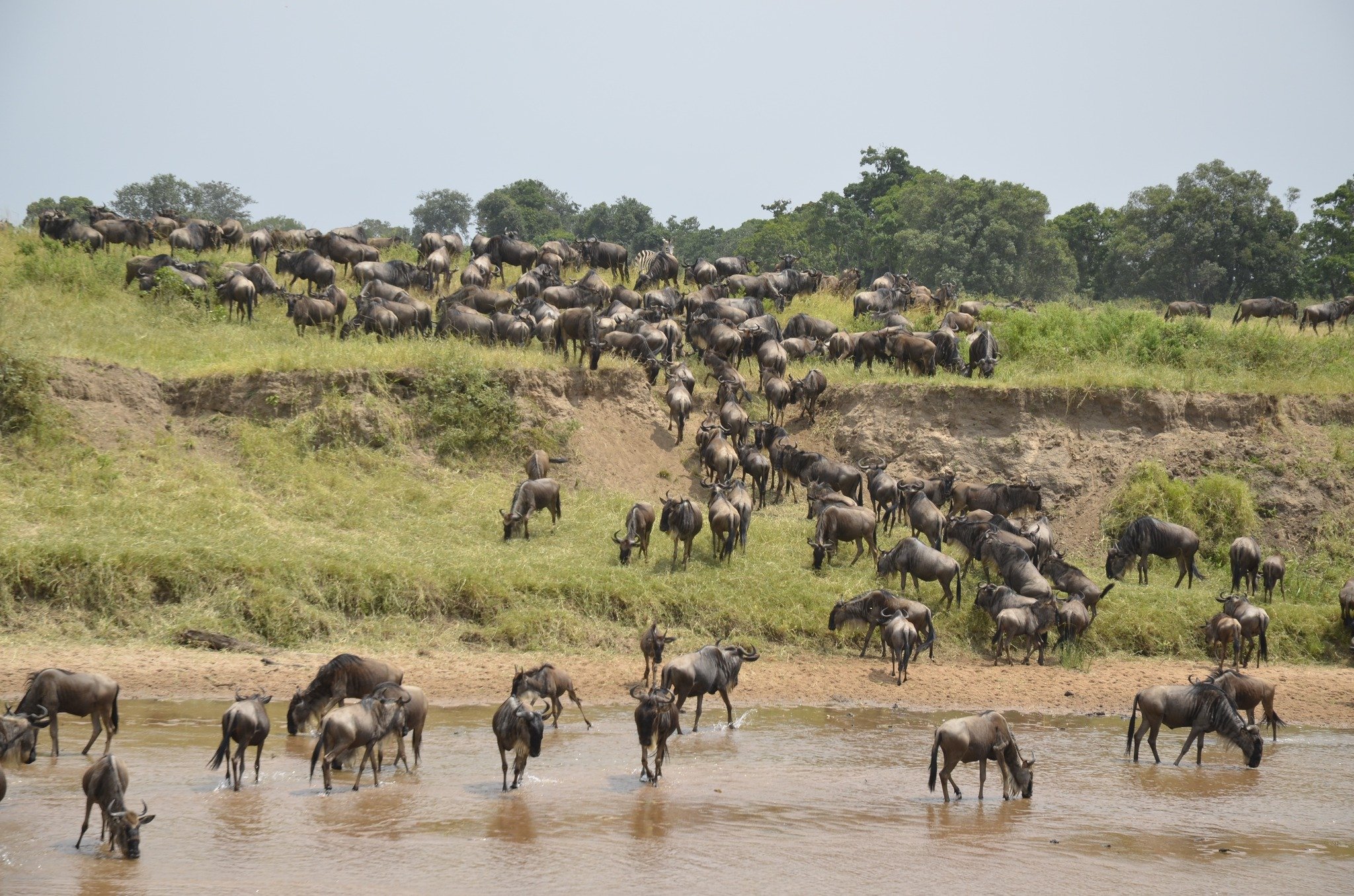 Have you got the Great Wildebeest Migration on your bucketlist? 🪣🗓
Read below for my top tips. 

Every year, millions of wildebeest, accompanied by zebras and other plains game embark on an incredible journey. 

From Tanzania's Serengeti to Kenya's