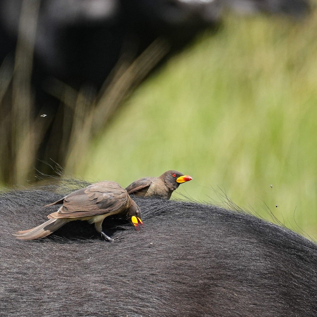 An easily overlooked, however important bird on the African savannah, the Red-Billed Oxpecker 🐦&zwj;⬛

These birds have a special bond with large mammals like rhinos, giraffes, and buffalo, as they feast on the ticks and parasites that plague their 