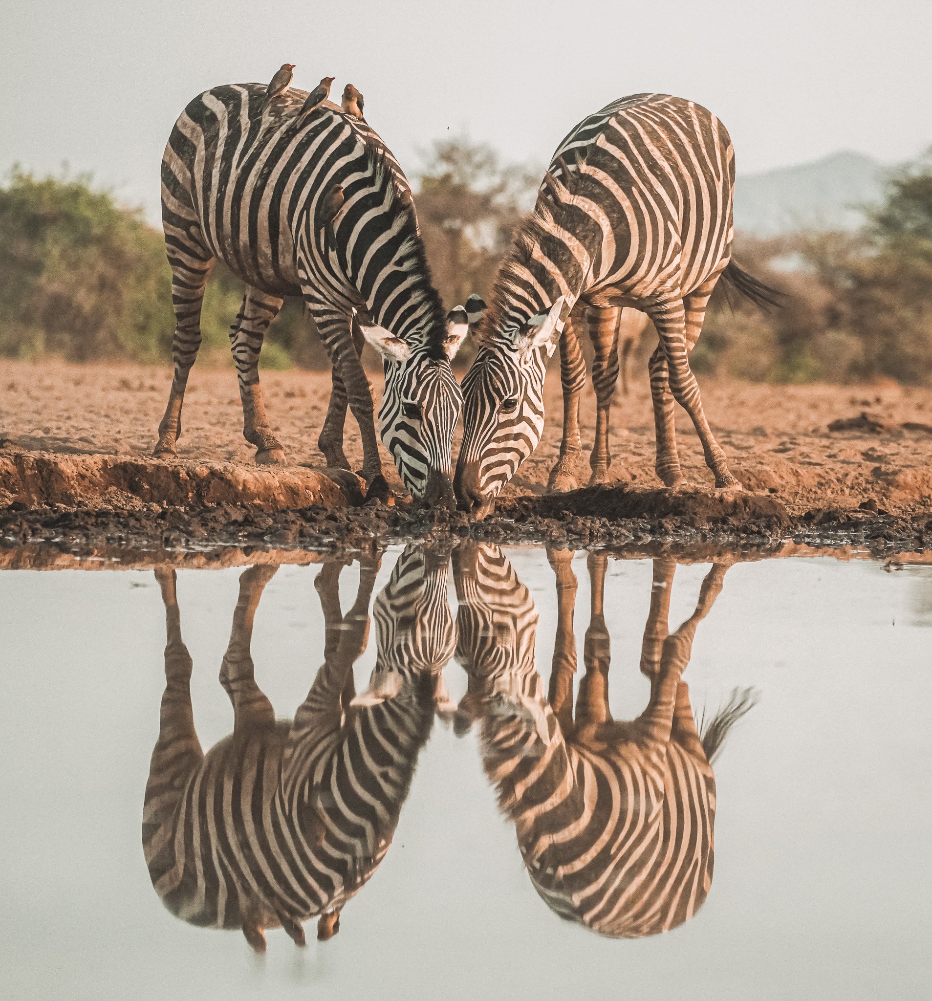 Sundown at @shompolehide. 
Such a serene and magical spot to enjoy the wildlife in peace and tranquillity of the evening light while staying at @shompole_wilderness . 🦓🌅

#zebra #sunset #africansunset #zebradrinking #shompolewilderness #shompolehid