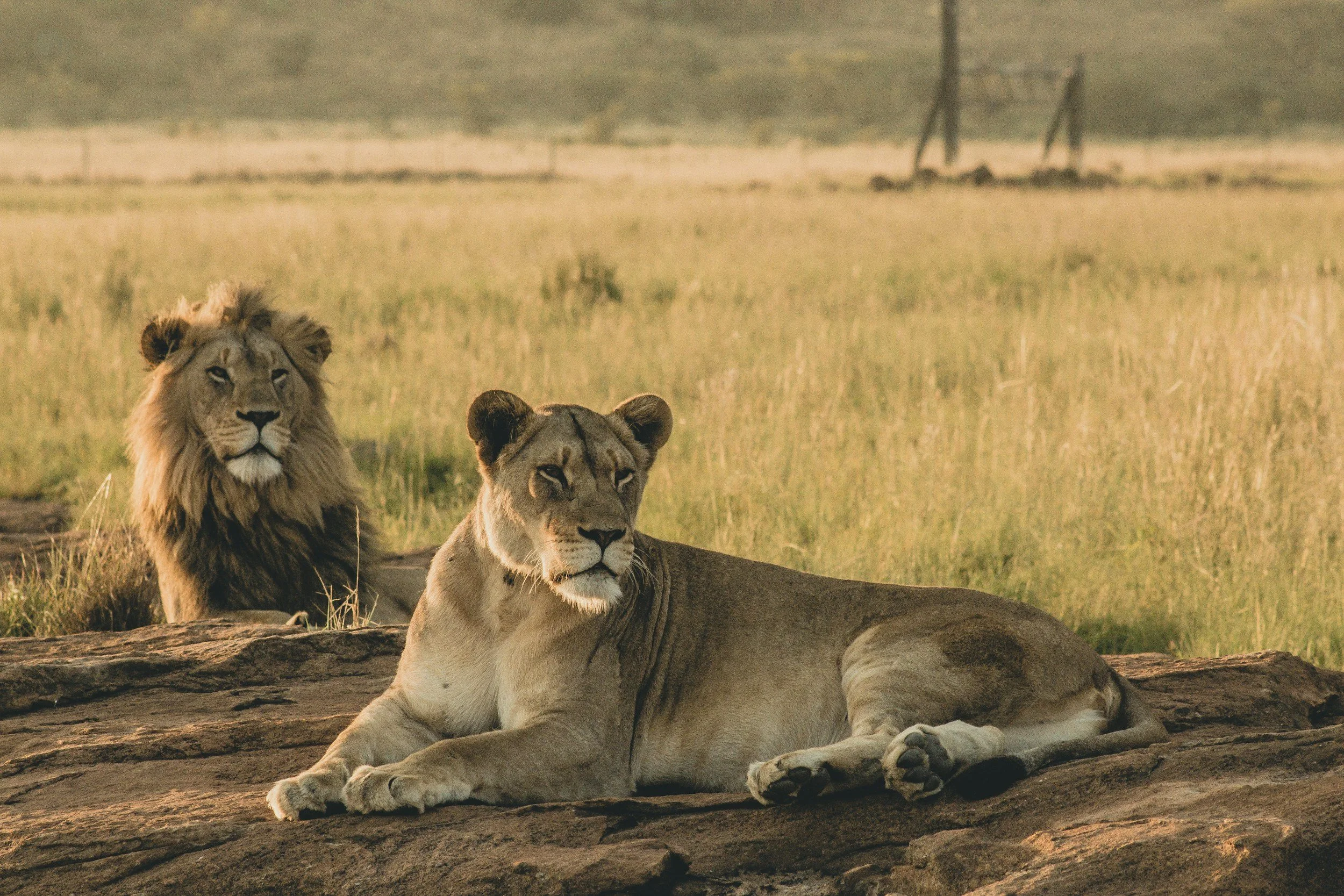 Image of a male and female lion, male with his mane and female without