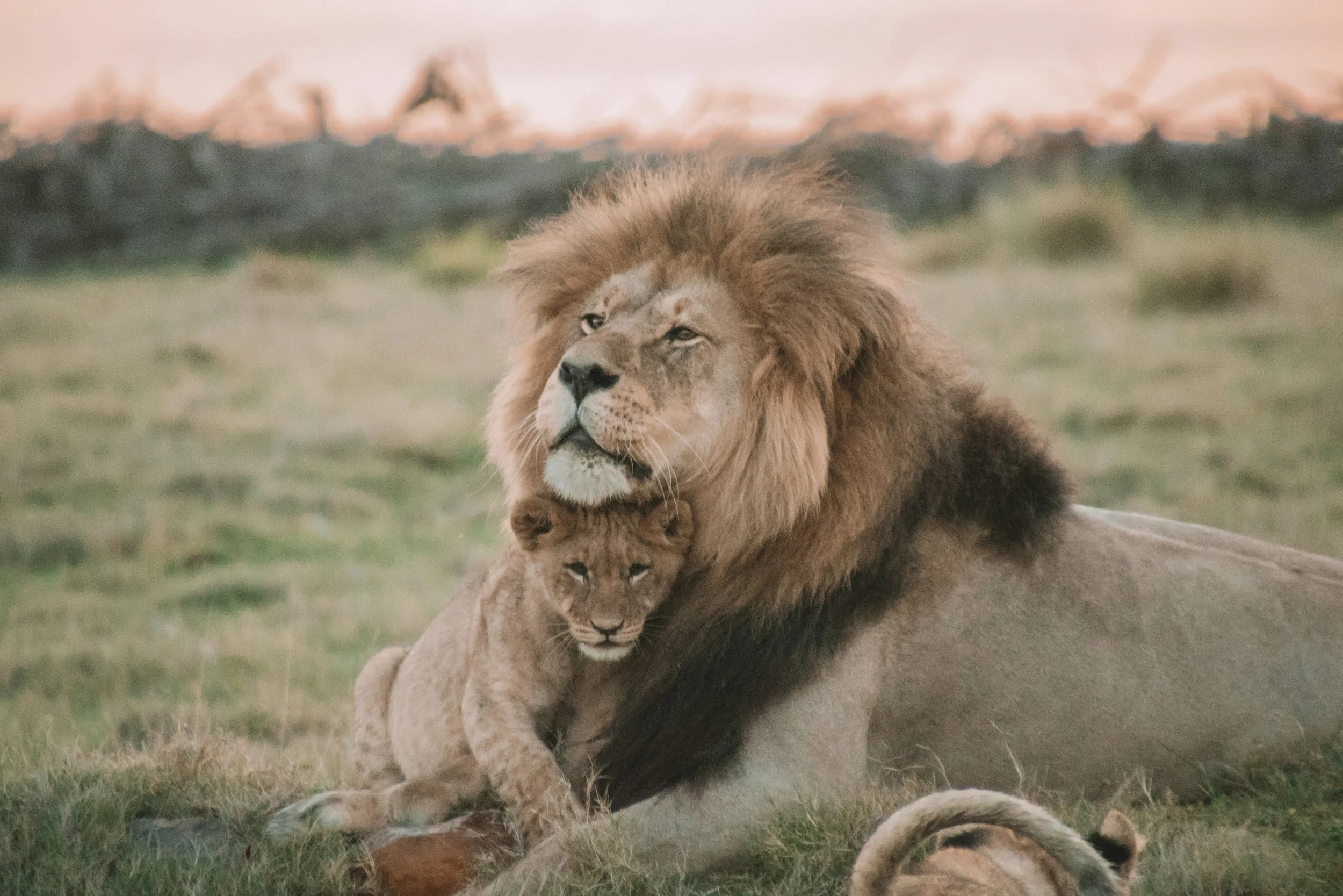 Image of a male lion with lion cub rubbing under his chin