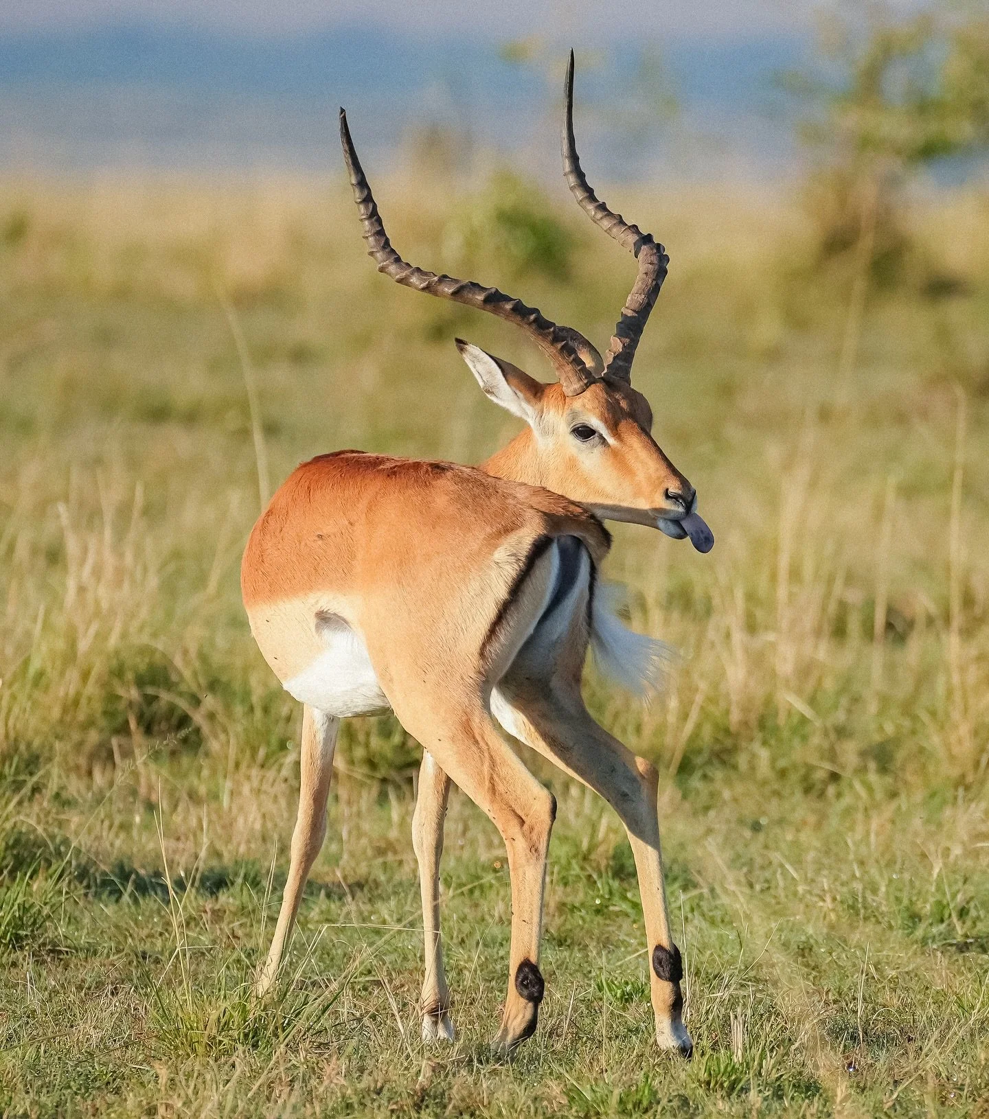 Sometimes you just don&rsquo;t feel like having your picture taken.. 📸🦌

#impala #safari #cheekyanimals #maasaimara