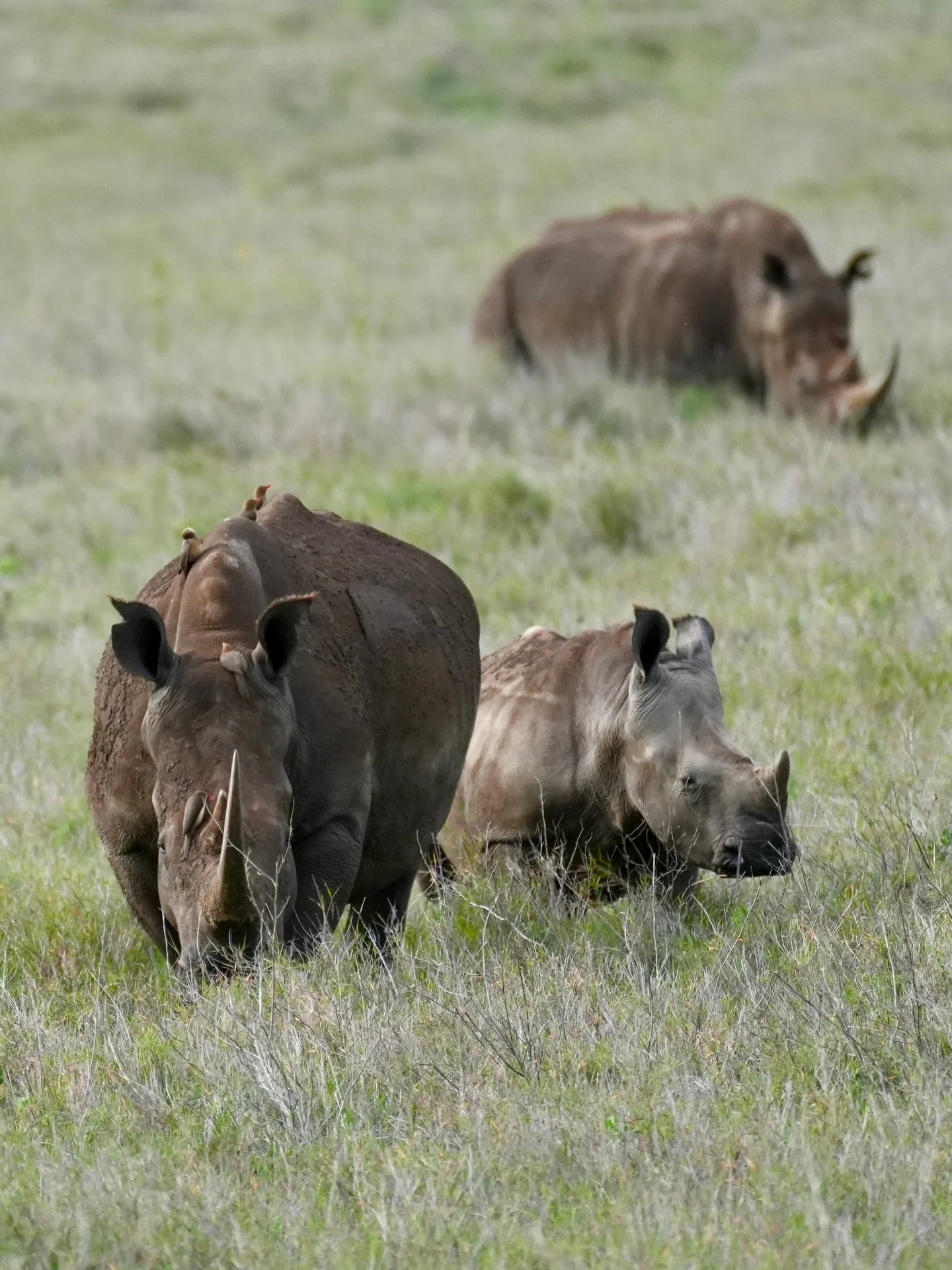 If seeing #rhino is high on your list, @lewaconservancy is one of the very best places to do it. 🦏

Sightings here are consistently excellent, but what makes Lewa truly special is the work happening behind the scenes. It&rsquo;s one of the worlds le