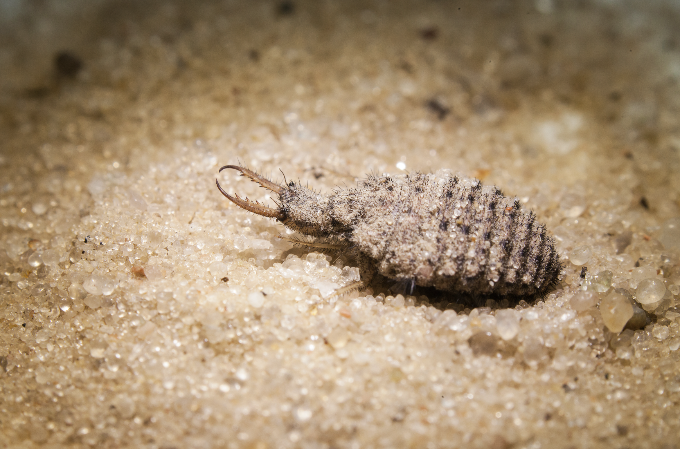 Image of an ant lion larvae