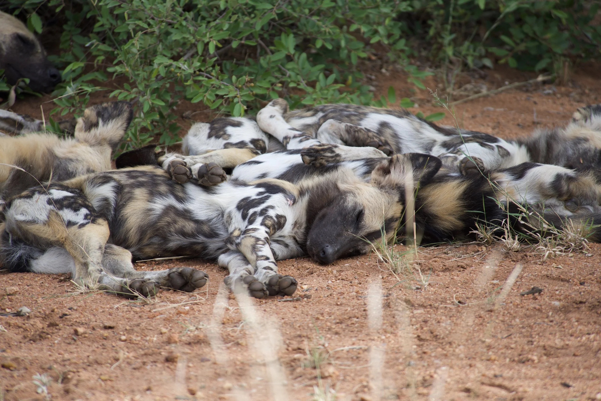 Pack of wild dog resting in Kruger National Park
