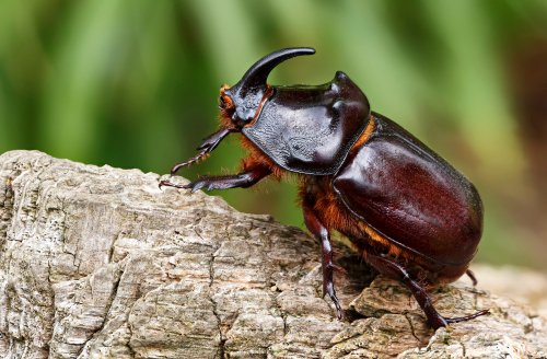 Image of a rhino beetle, part of the 'small 5'