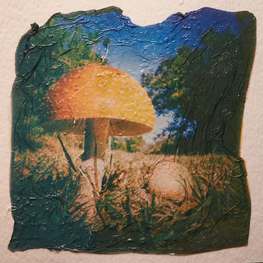 What kind of mushroom is that?!?
Polaroid emulsion lift
#Polaroid
#emulsionlift #polaroidmanipulation #alternativeprocess #outside #filmphotography #analogphotography #instantphotography #mushrooms #naturephotography
