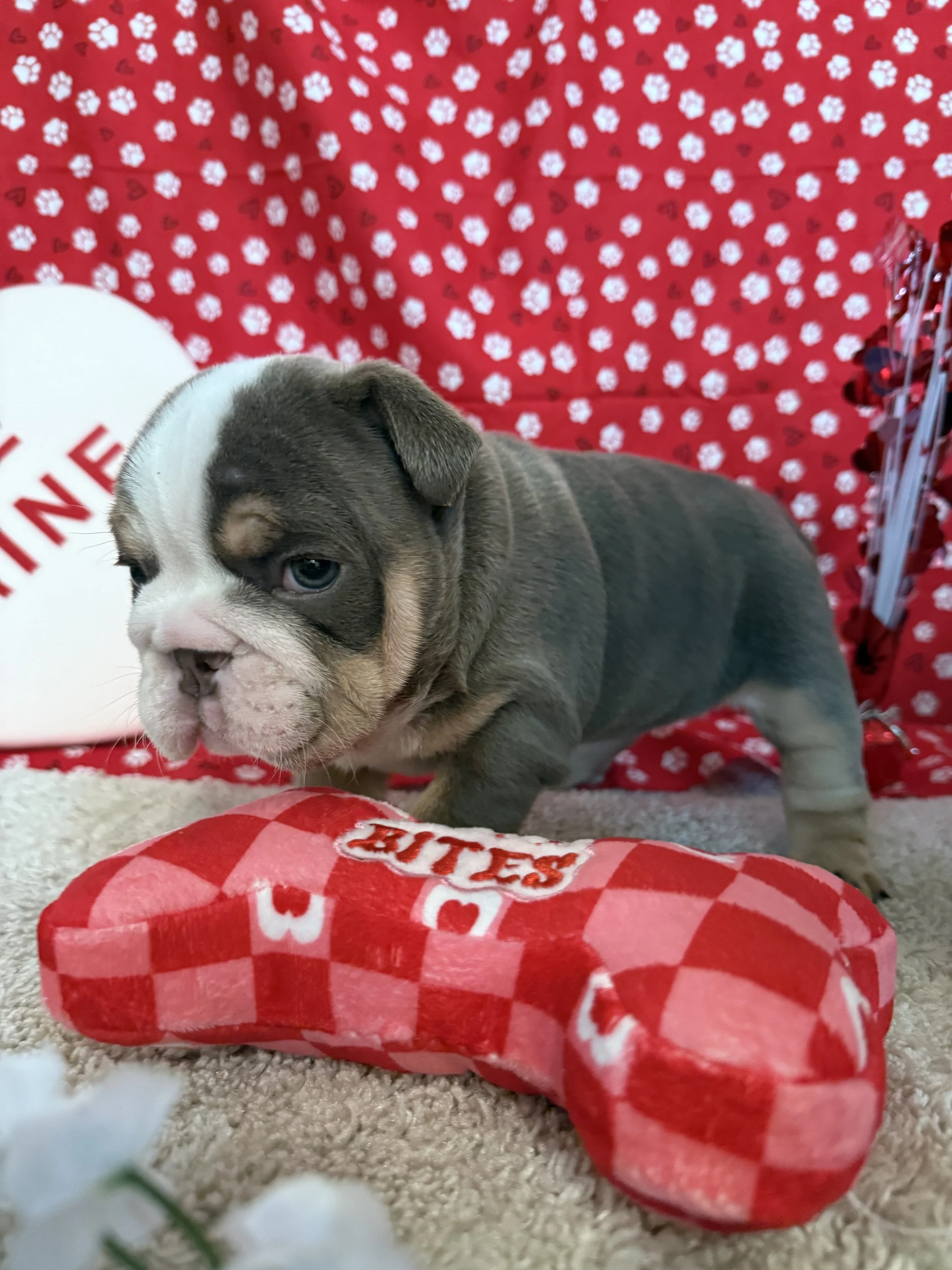 Female 1 from newest AKC English Bulldog litter