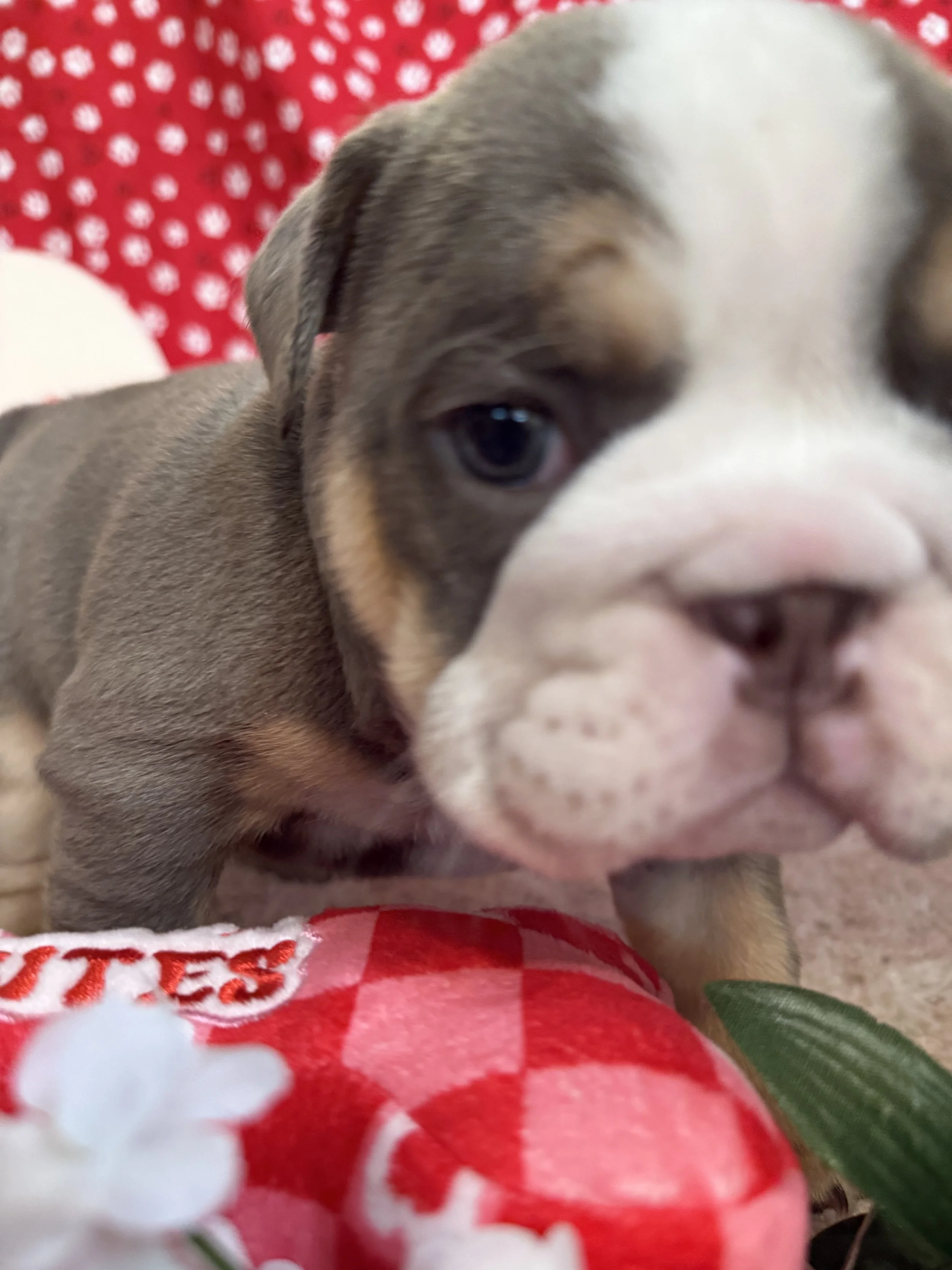 Female 1 from newest AKC English Bulldog litter