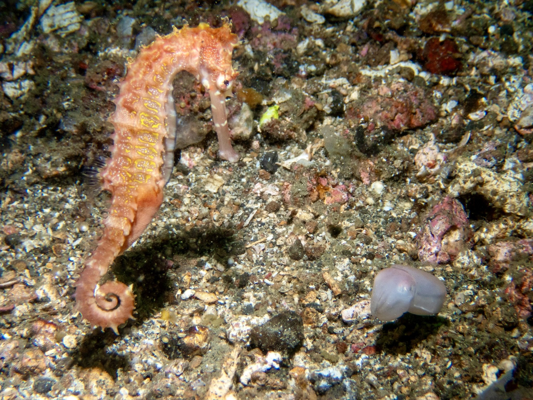 IMG_3452.jpg