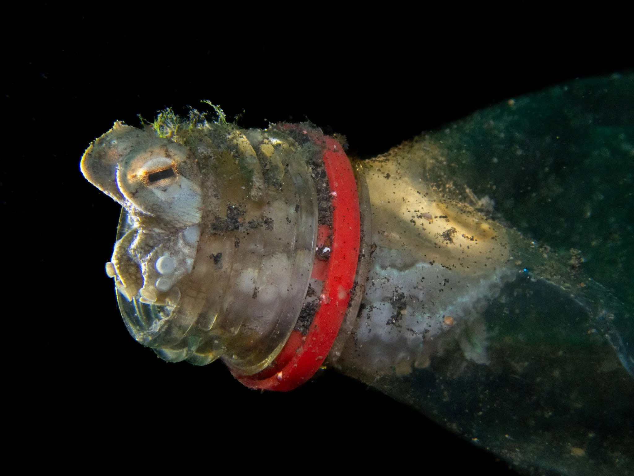 P4300285.jpg