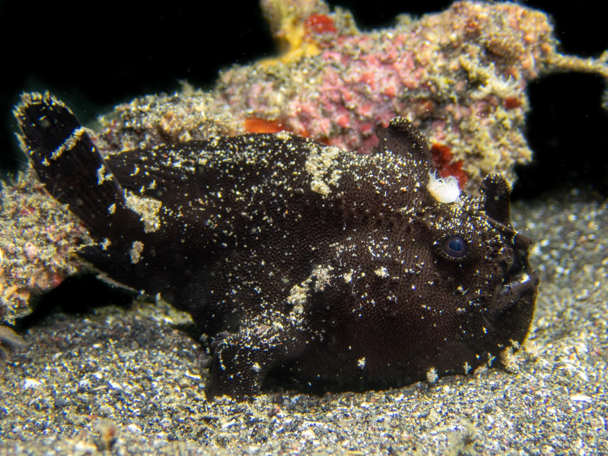 P5050092.jpg