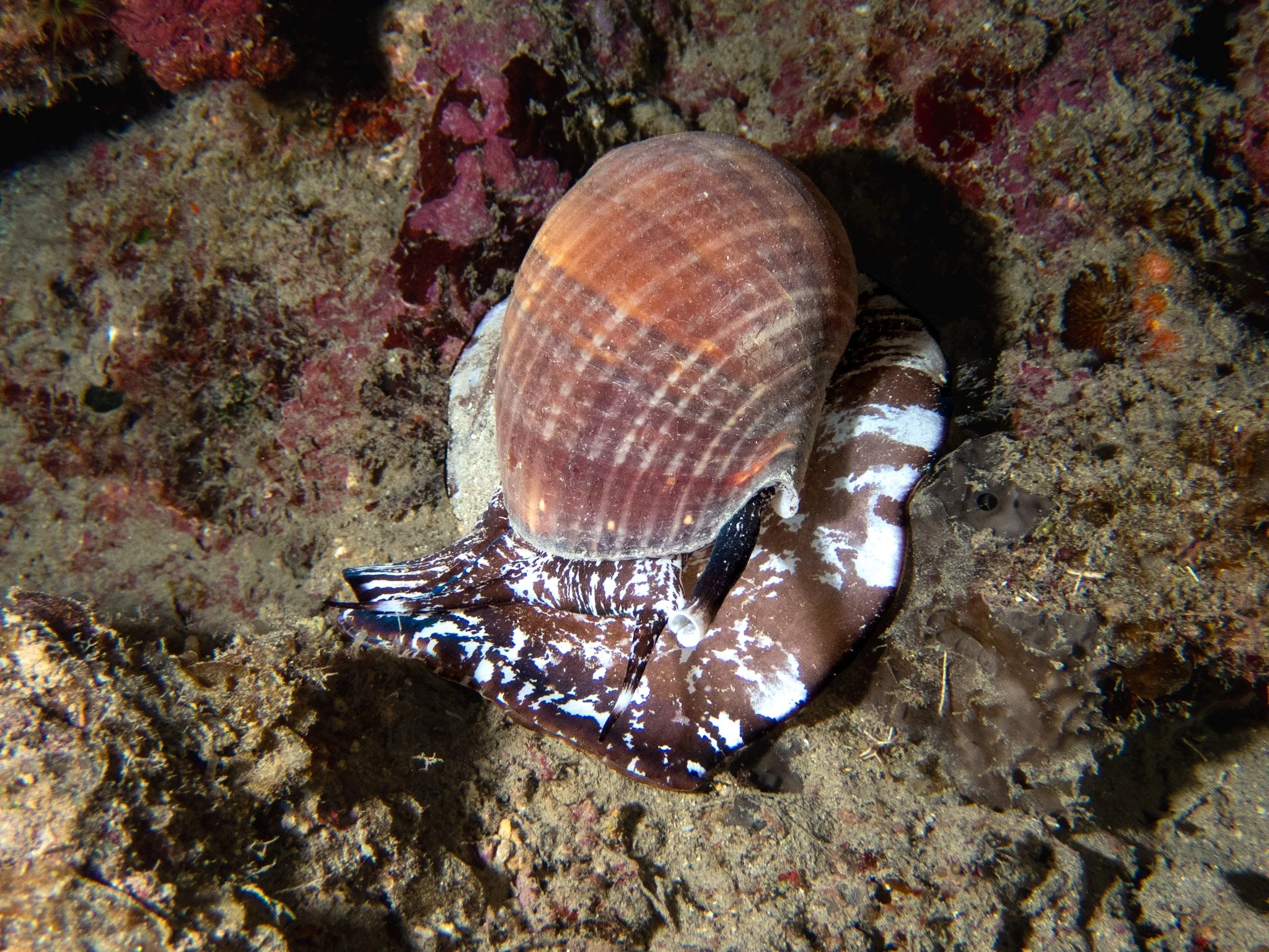P6290146.jpg