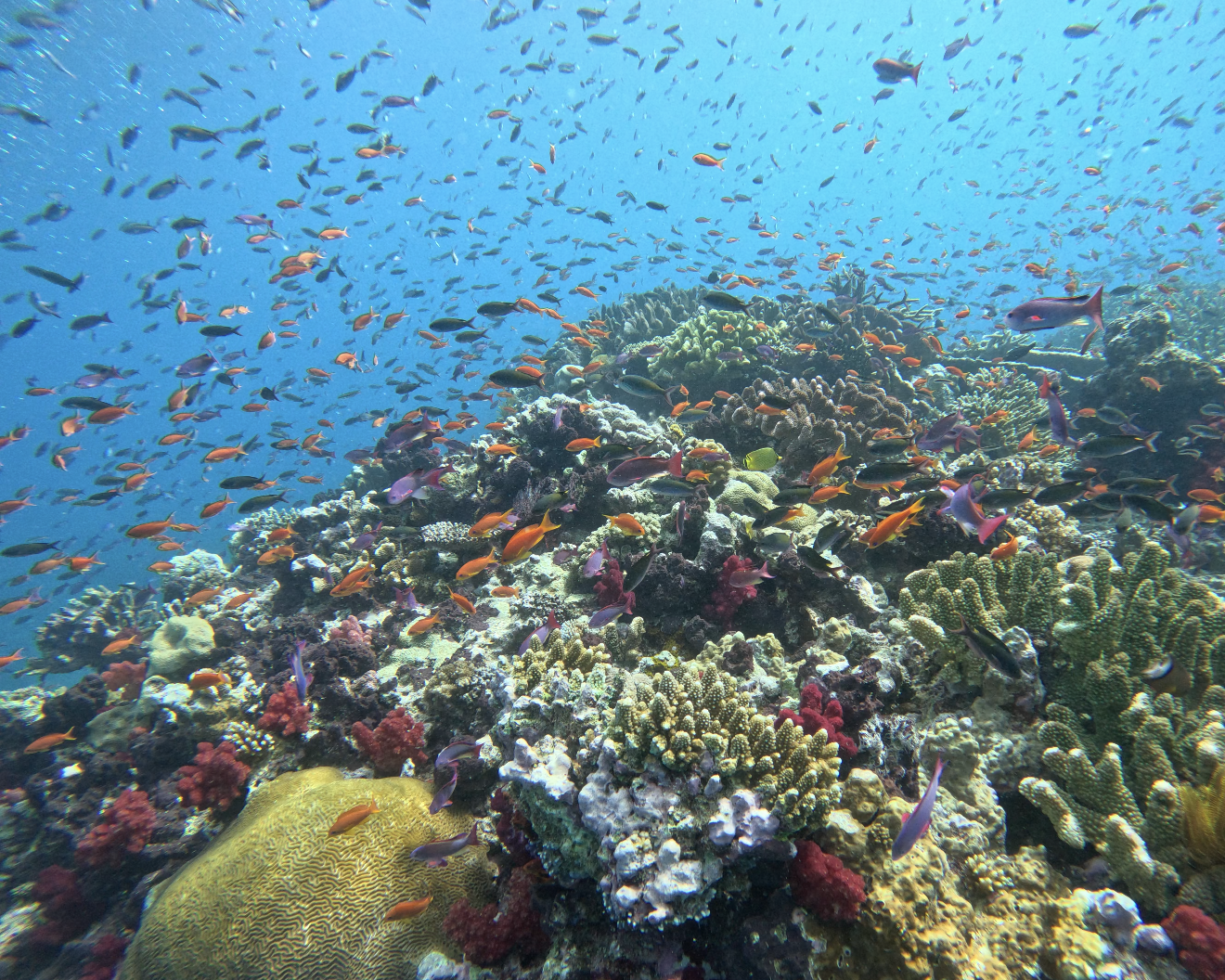 You’ve Been Looking at Fish… But You Haven’t Been Seeing Them